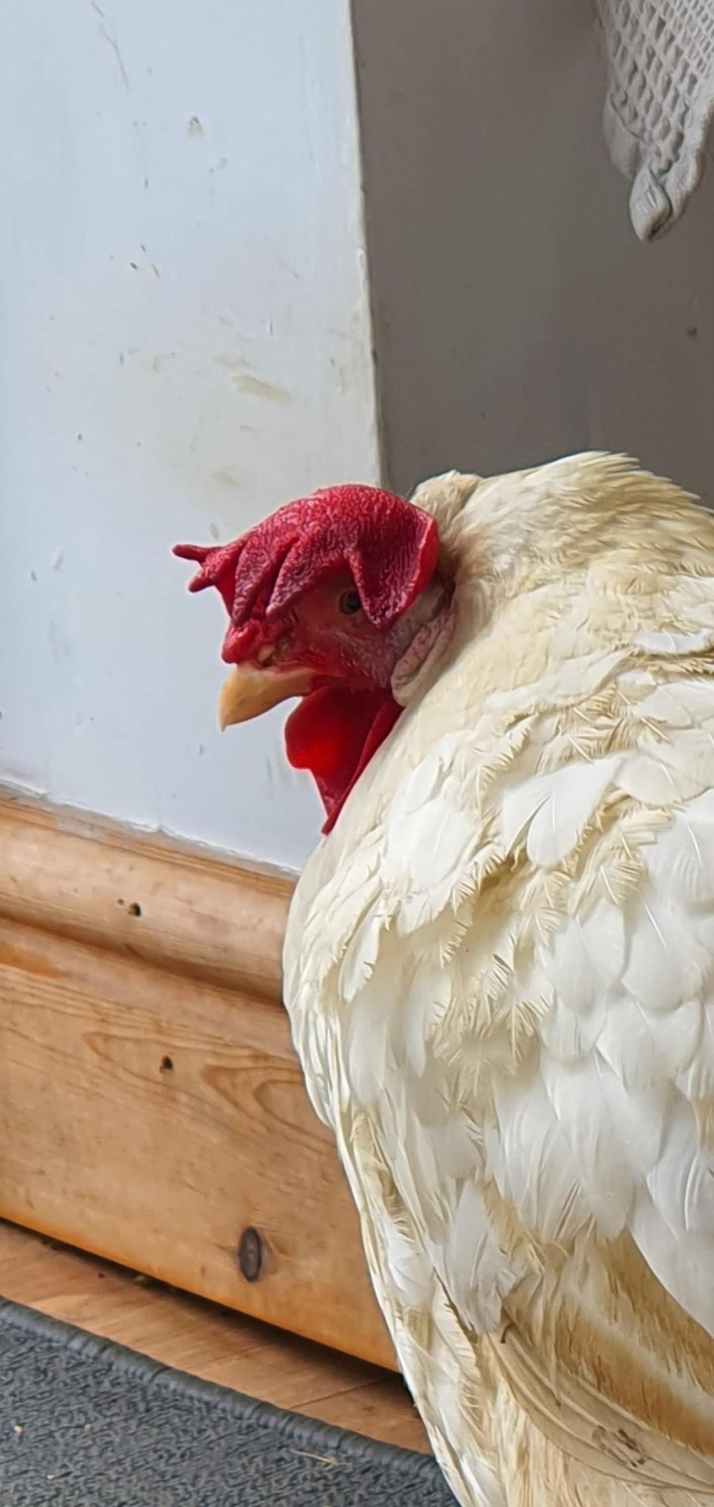 Chicken Struggles: EYP Infection and Cyanosis