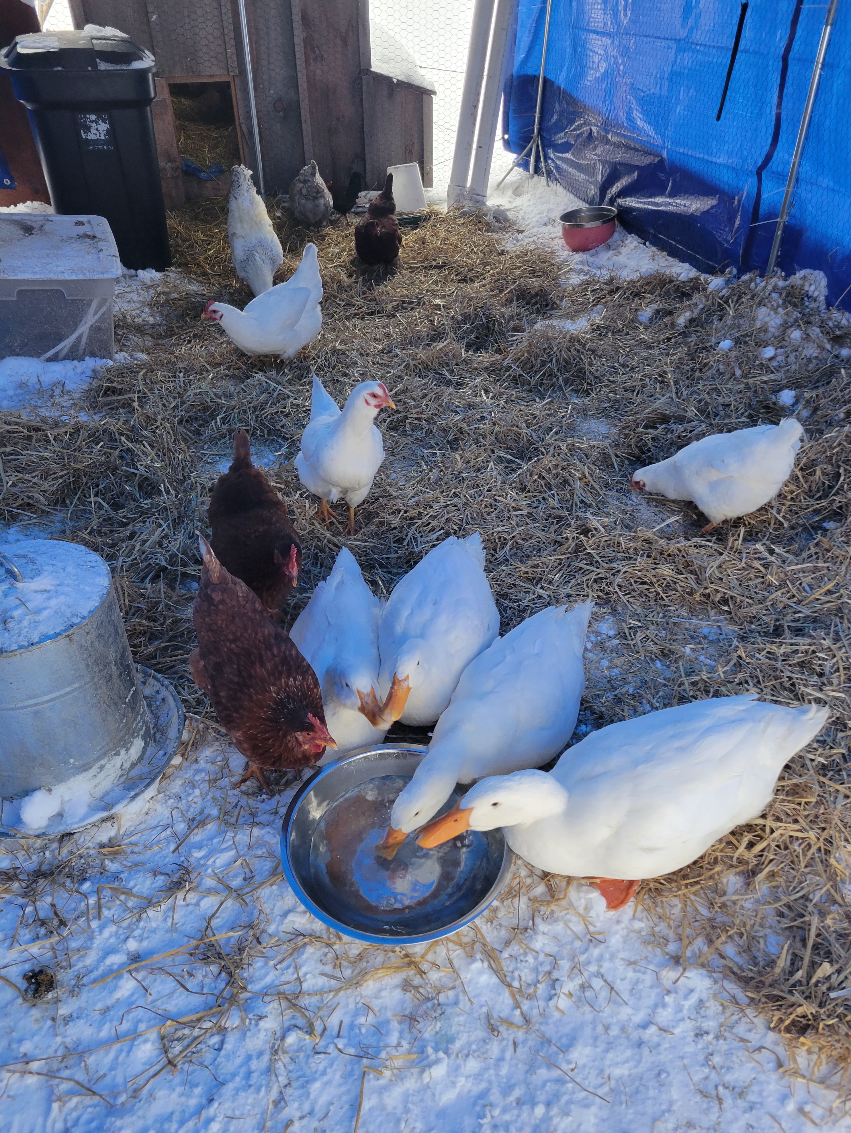 Setting up the ultimate winter coop for cozy vibes