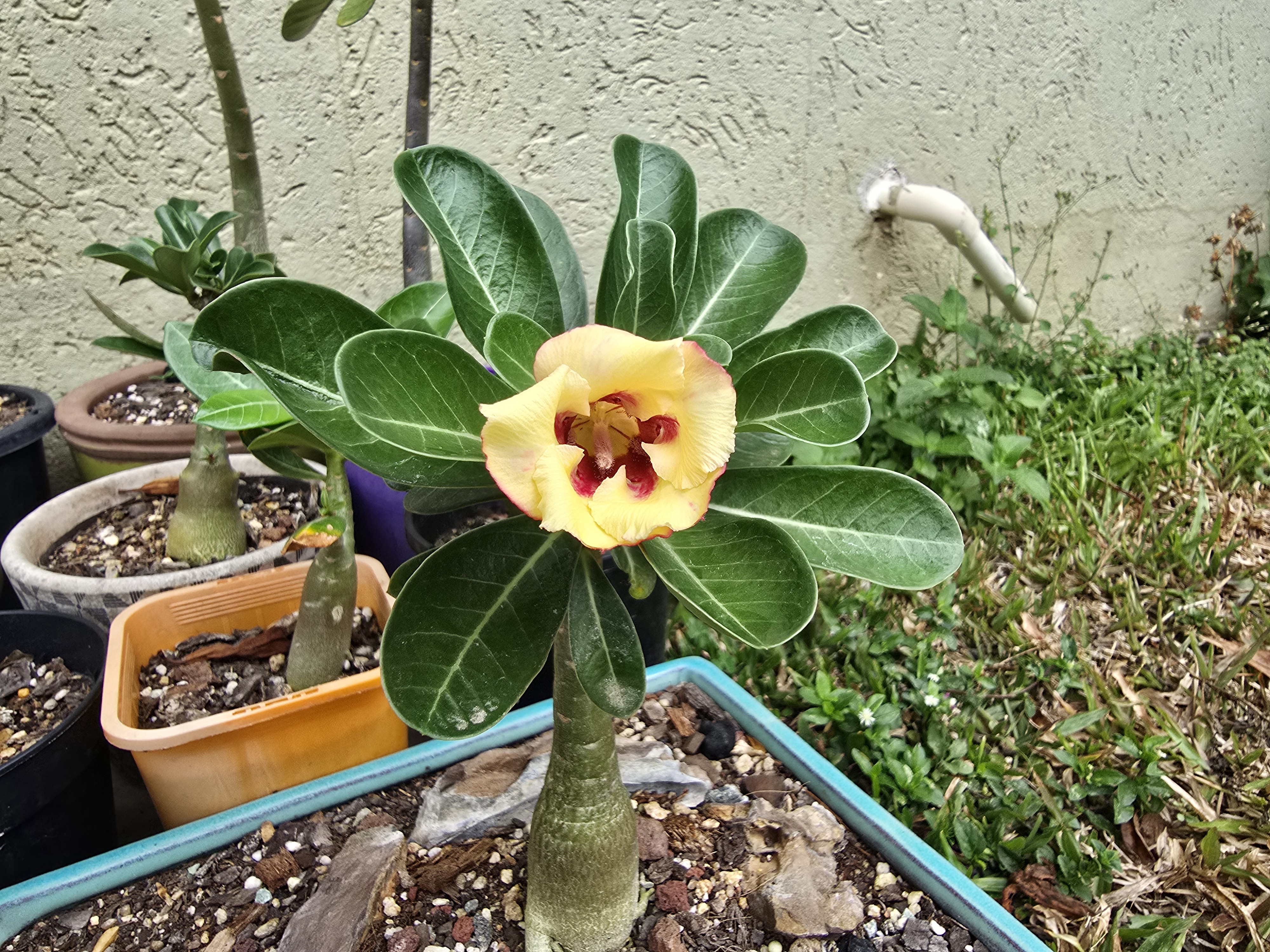 My Struggles with Growing Beautiful Desert Roses from Seed: The Not-So-Great Photos