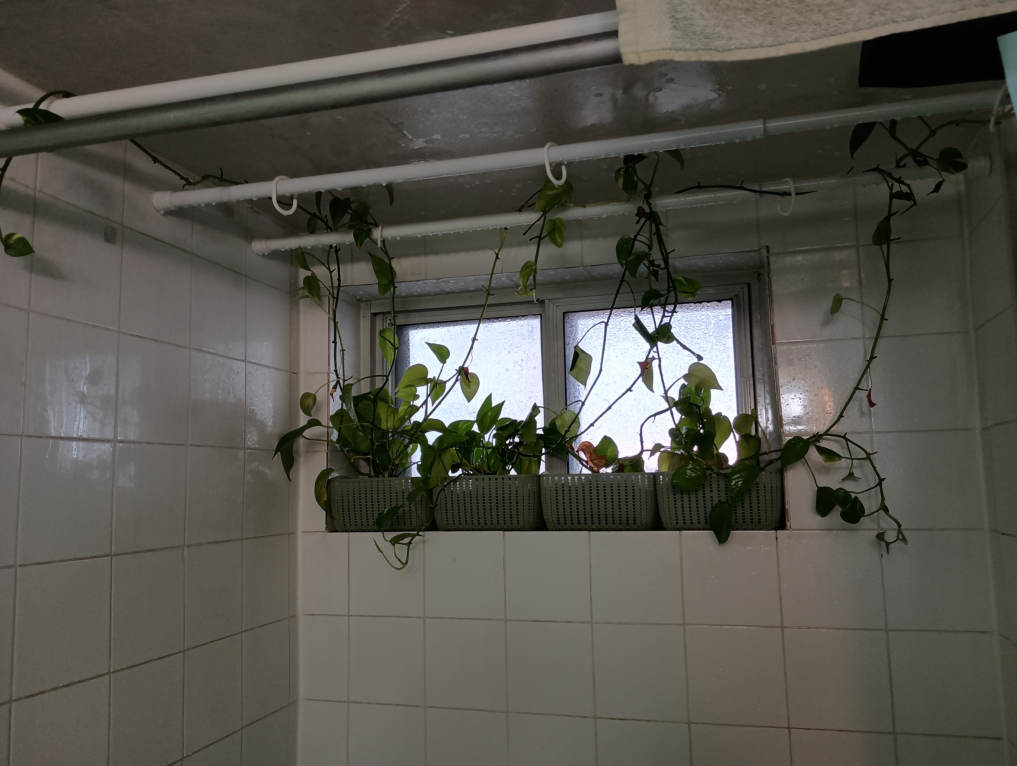 My Shower Plants Survived a Week Without Water While I Was Away!
