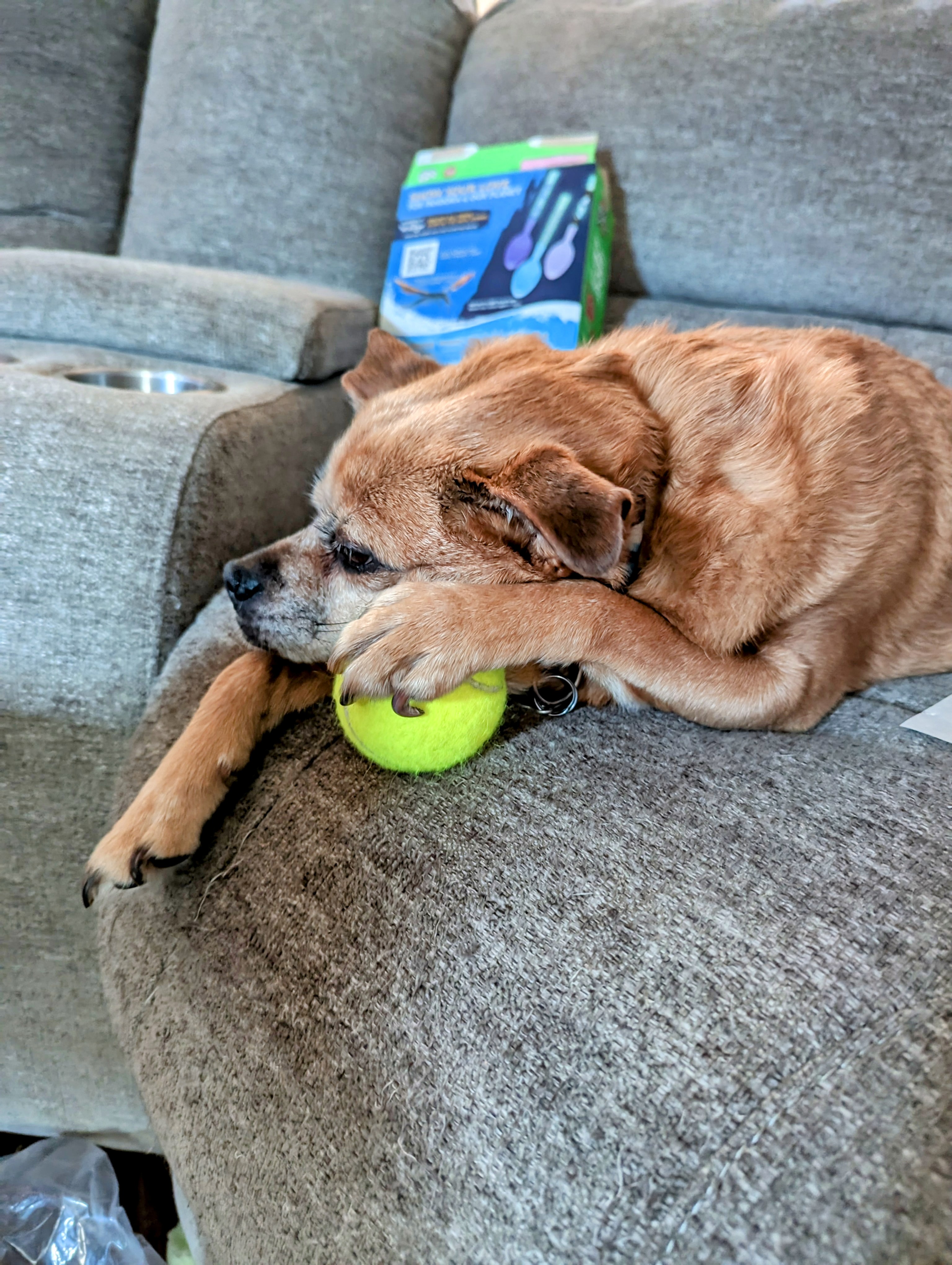 Farewell Momo, My Beloved Companion.