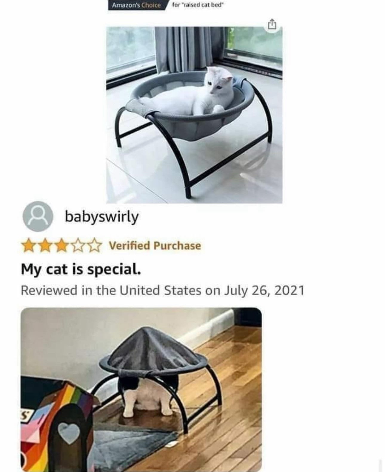 The Special Cat: A Feline Wonder
