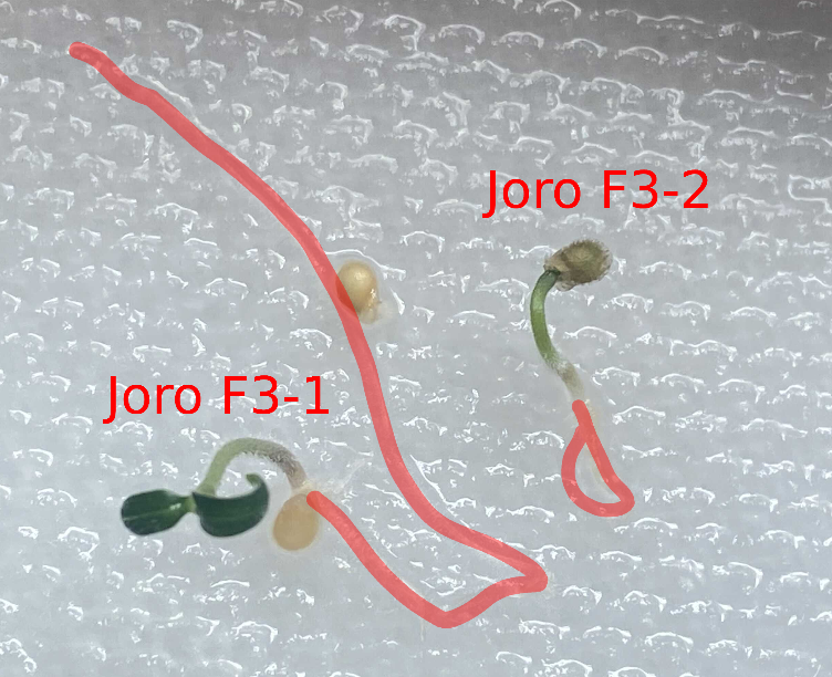 Joro F3 Update: What's New as of November 10, 2024