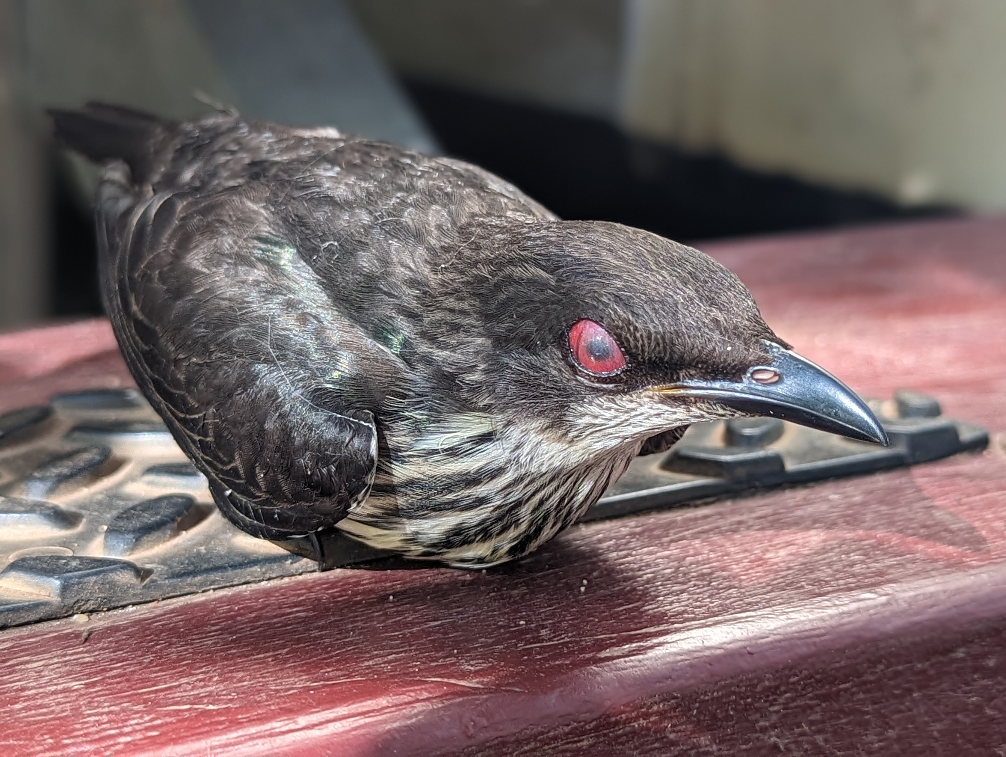 The Dazzling Metallic Starlings
