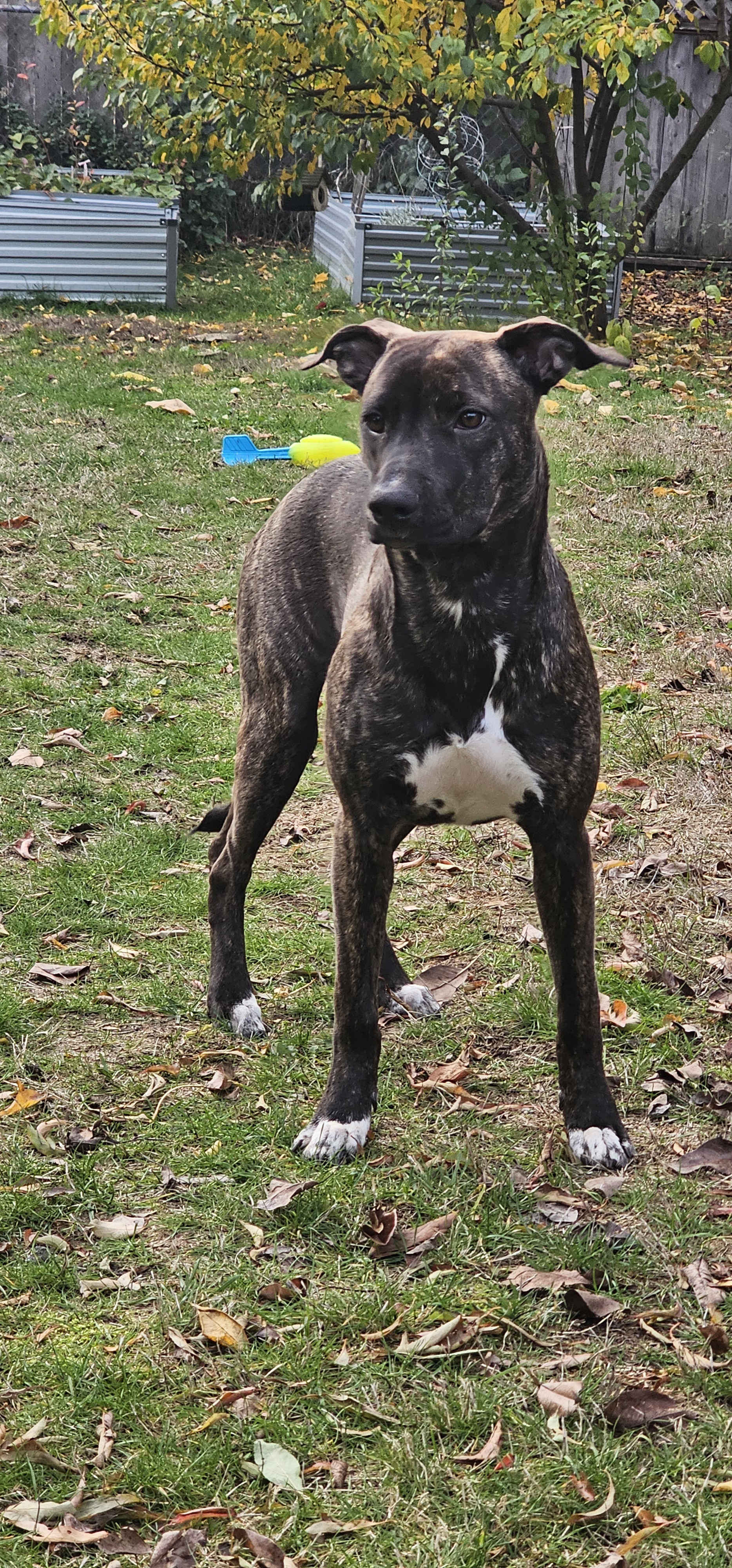 Meet Sweet Girl Violet, the Adorable Star of the Show!