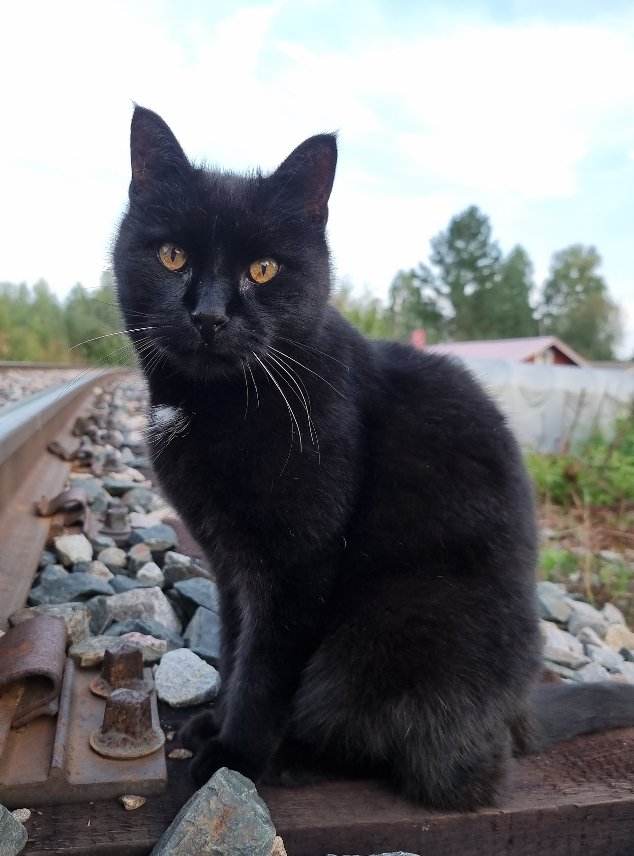It's My Birthday! Show Off Your Cats - Here's My Furry Friend!