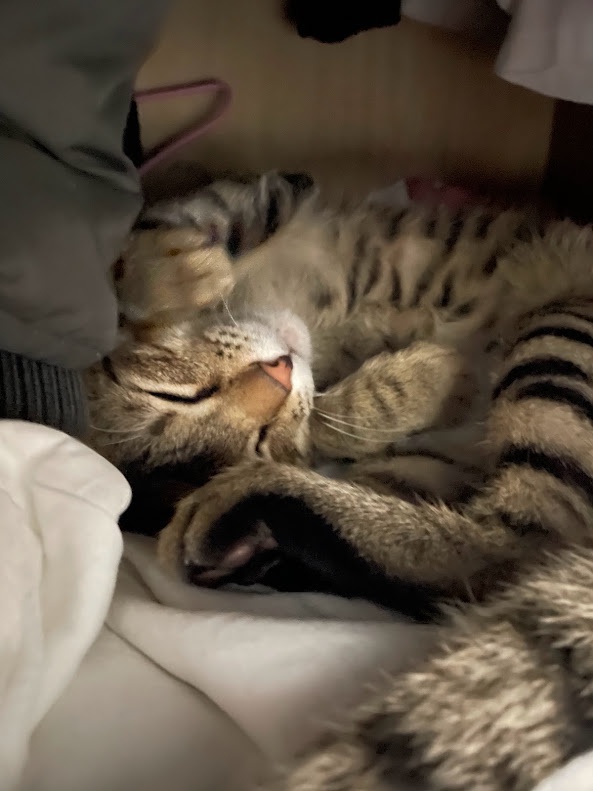 Another Cute Cat to Brighten Your Day
