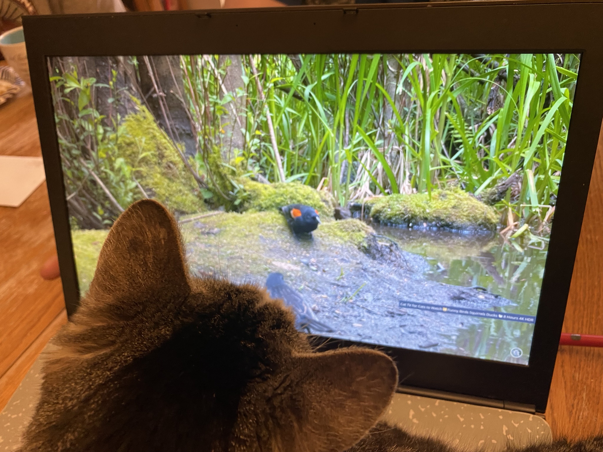 Rocky Caught in the Thrill of His Favorite Show