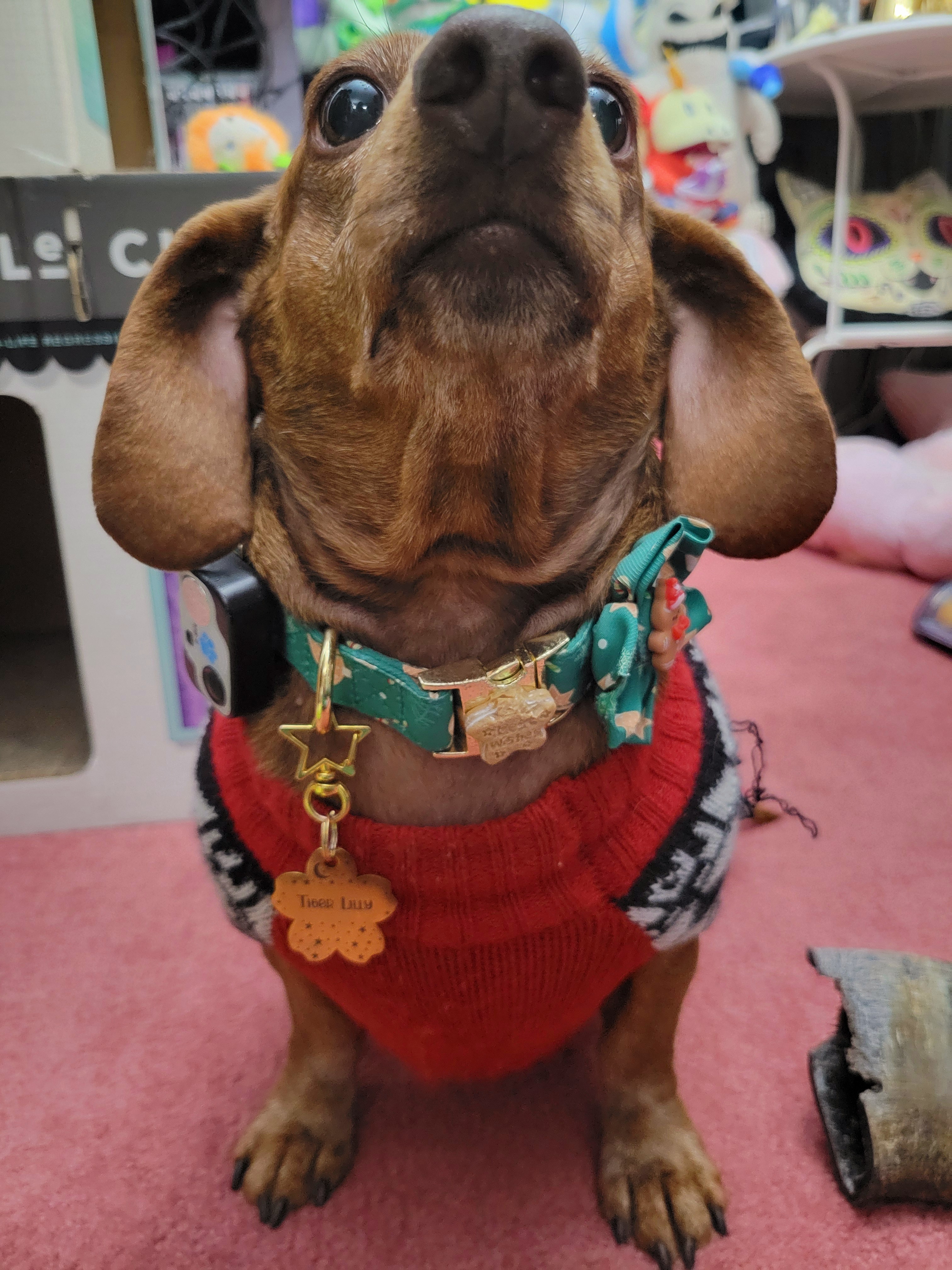 Meet my pup Tiger Lilly, captured in this adorable photo #733!