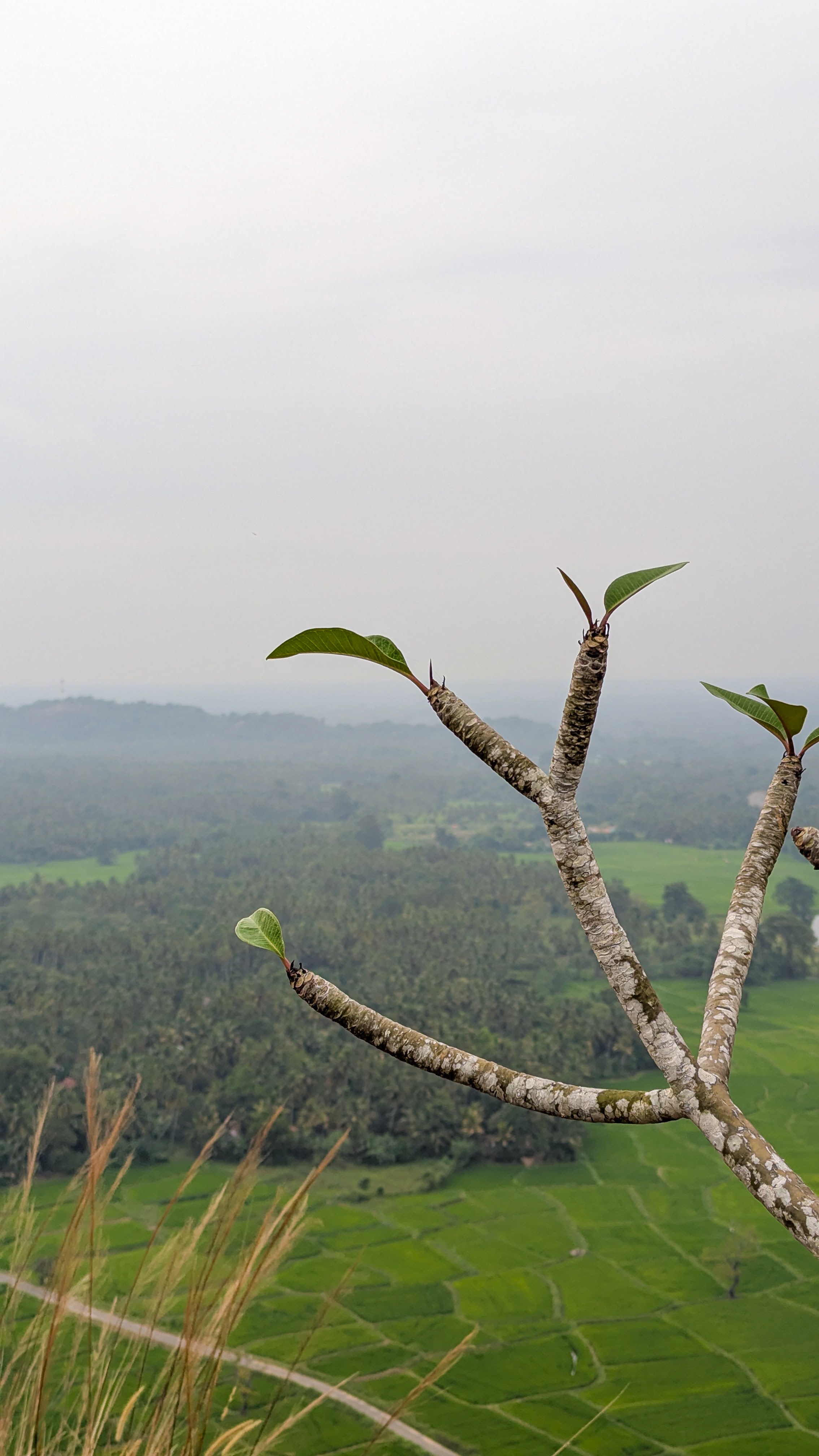 Araliyaa: A glimpse into something special