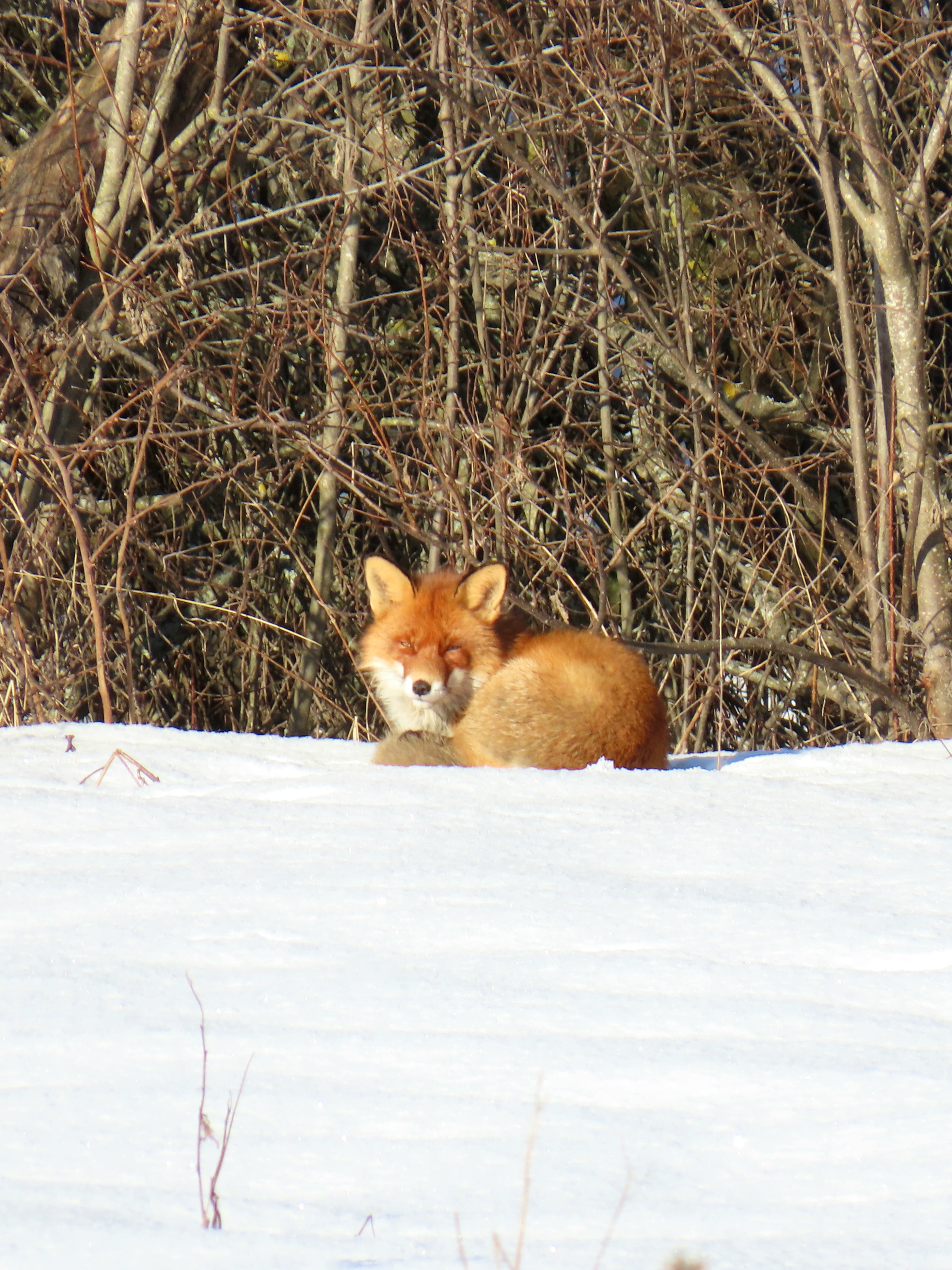 Today, I encountered a sleepy fox: A Short and Sweet Story.