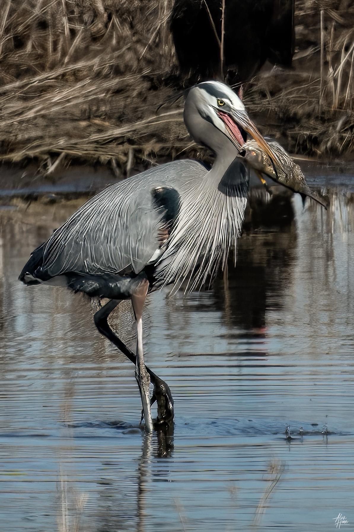 Heron Indulging in a Lavish Feast