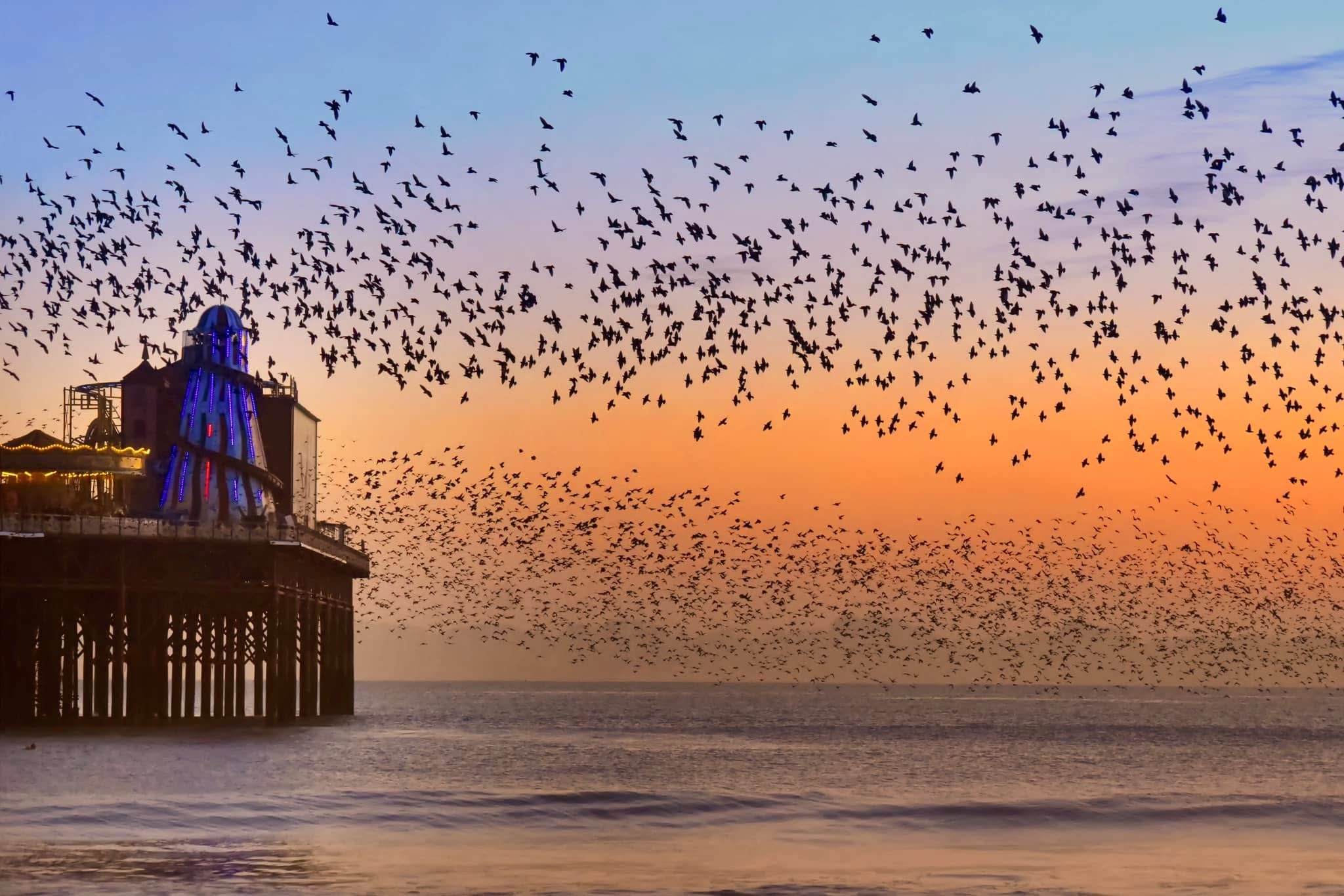 The Fascinating World of Starlings