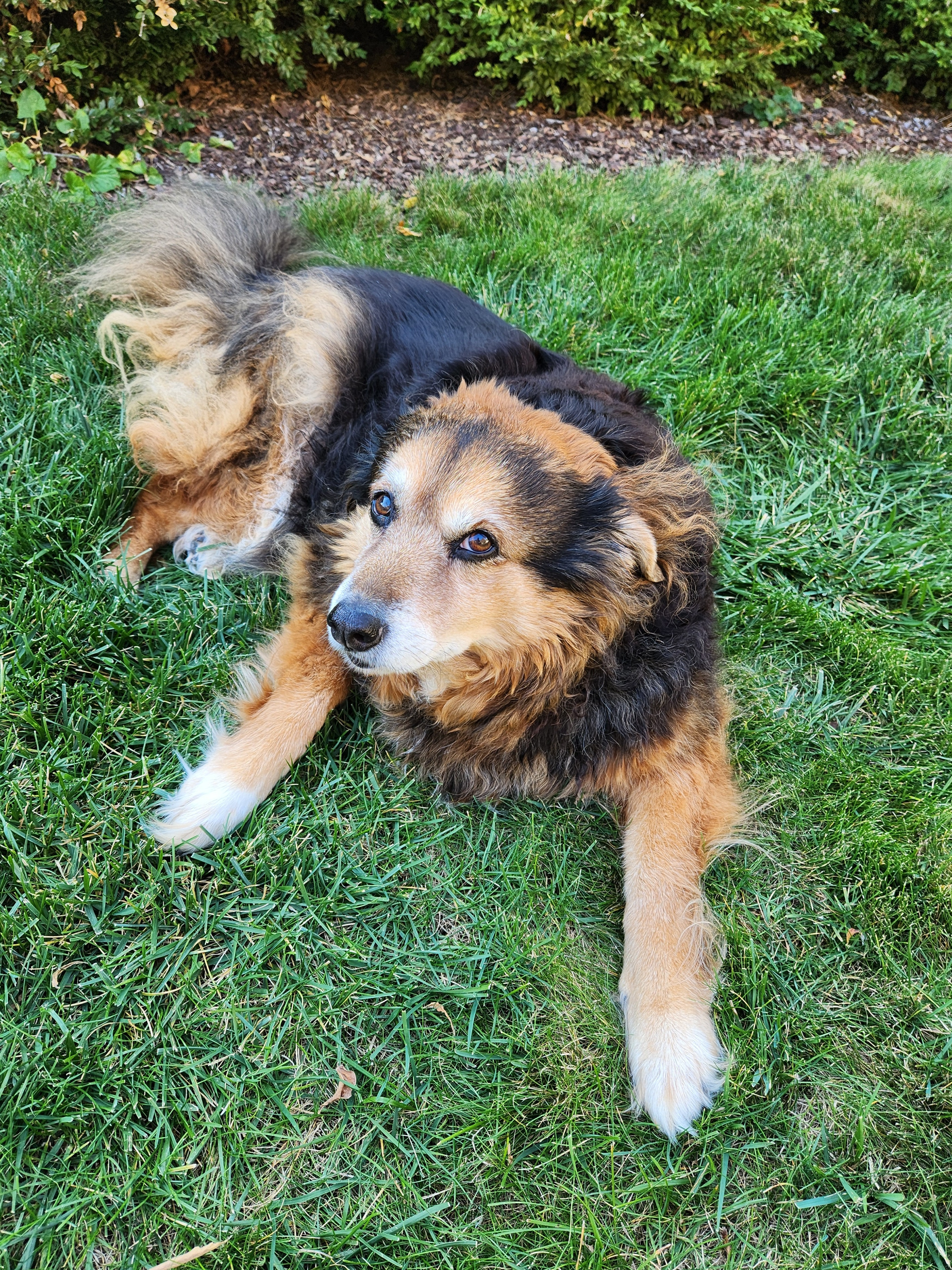 Daily dose of cuteness: Peanut the dog - Day 1529