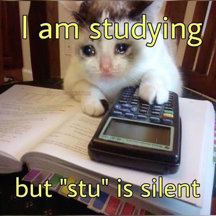 Just a cat being a cat