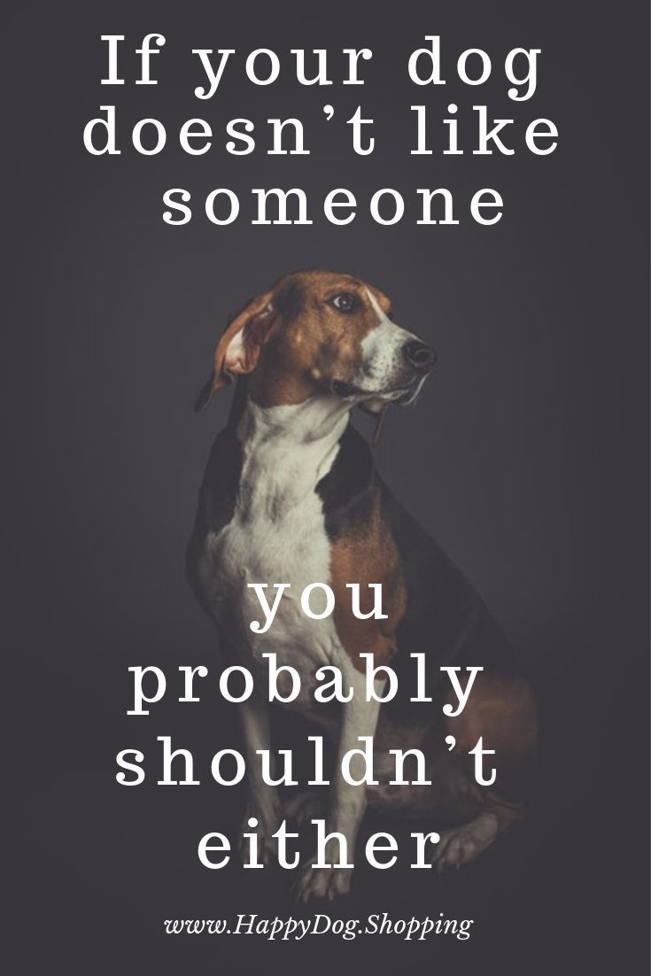 Adorable Doggo Memes to Brighten Your Day
