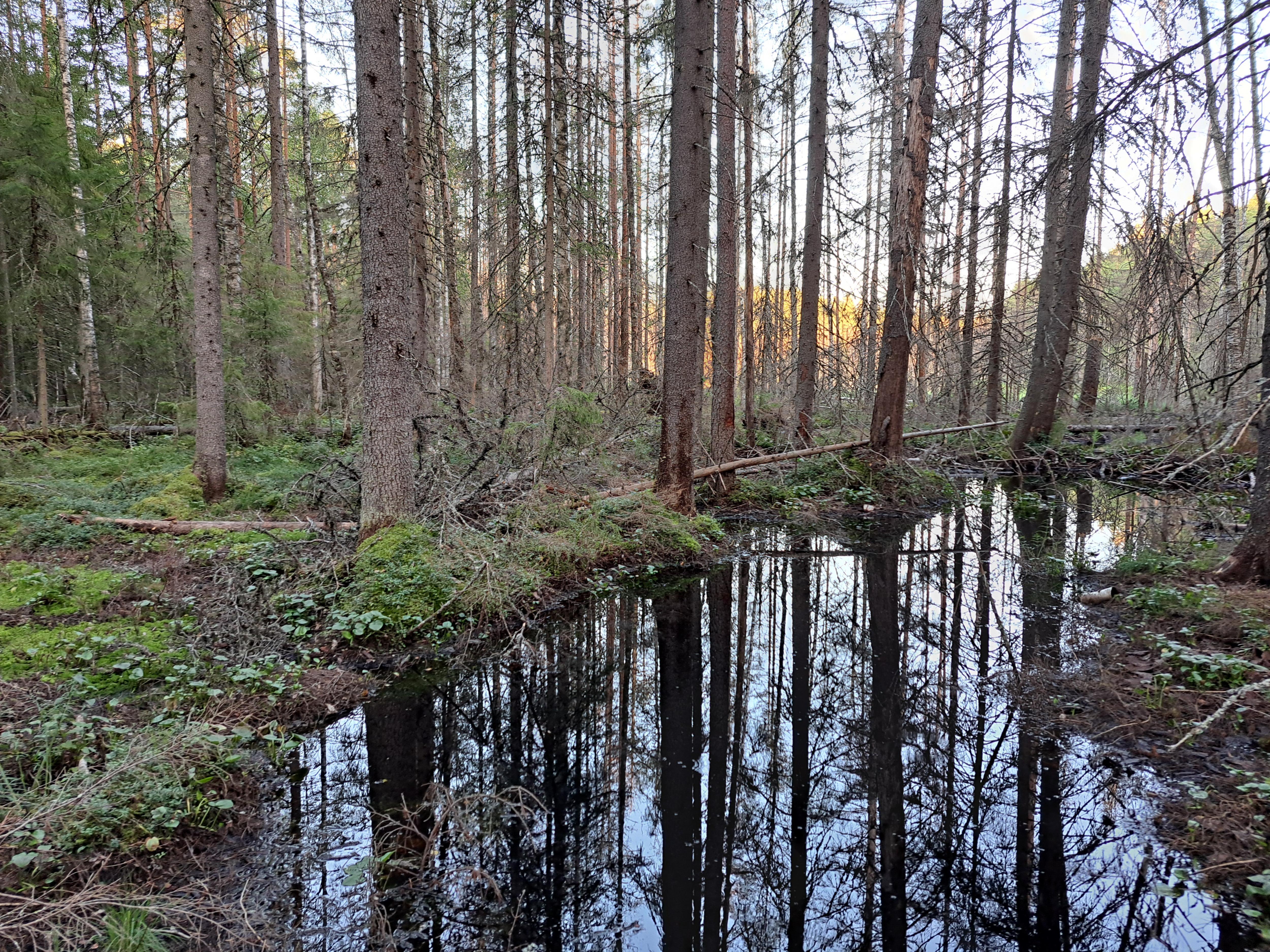 Exploring the Enchanting Ruovesi Beaver Marsh