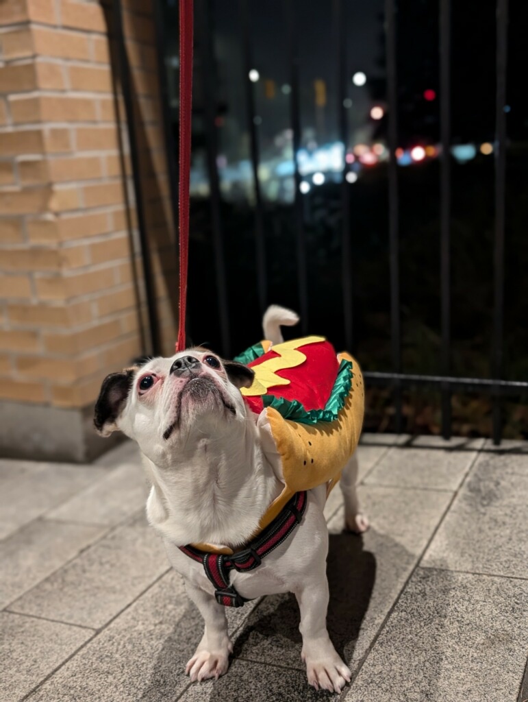Introducing the Hot Iggity Dog: A Culinary Delight