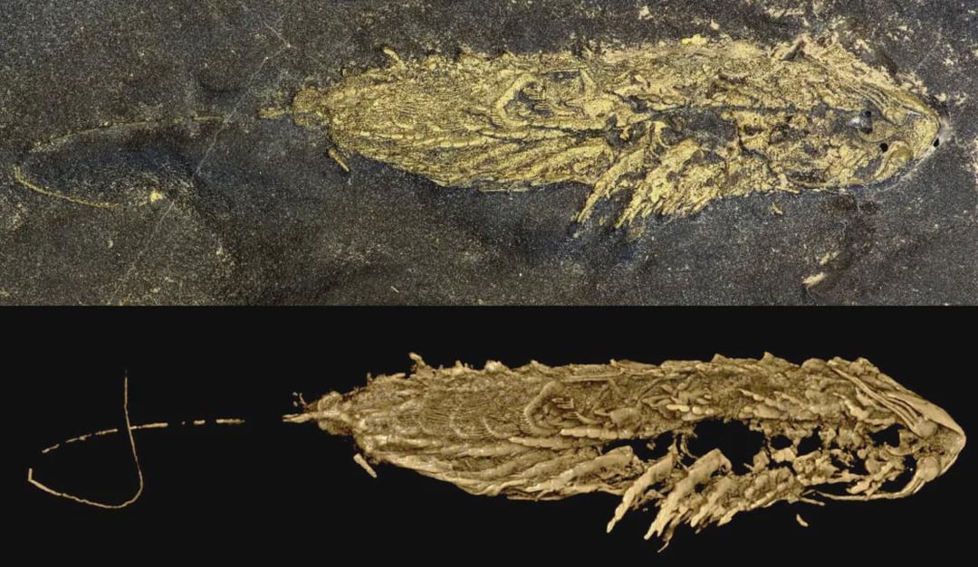 Discovering a 450 Million-Year-Old Arthropod Fossil: A Glimpse into Earth's Ancient Past