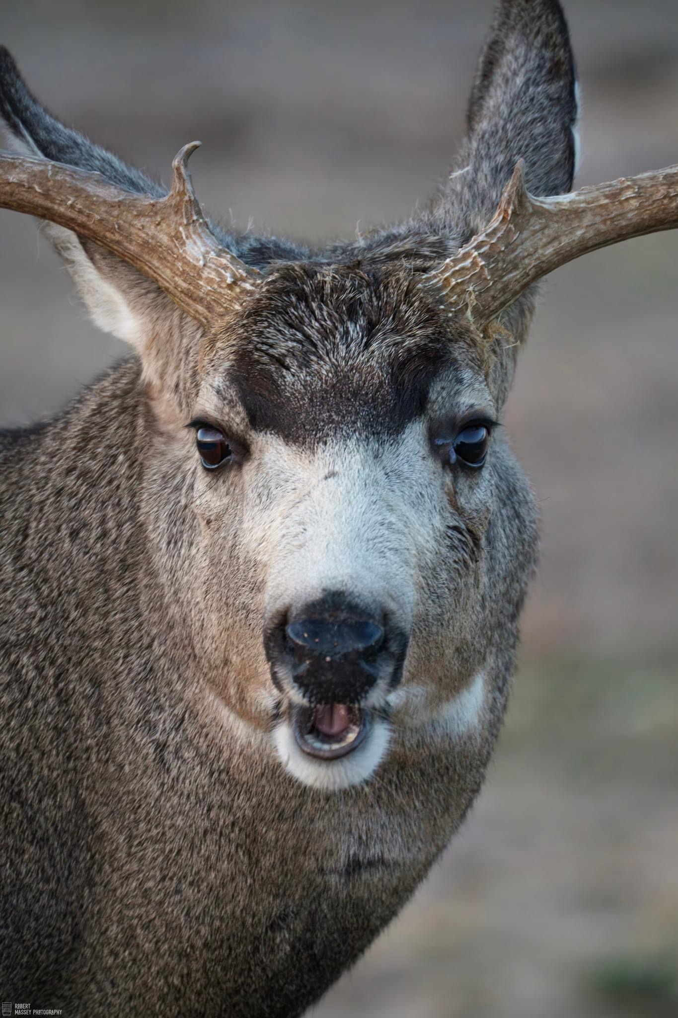 Meet the Majestic Mule Deer