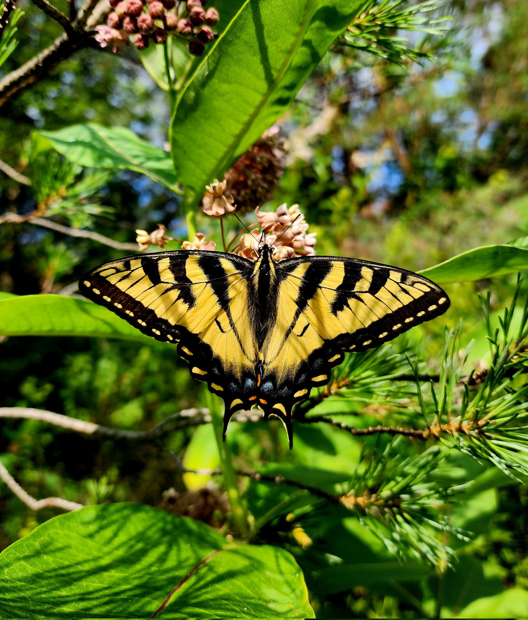 Swallowtails Gracefully Dancing on Summer Milkweed