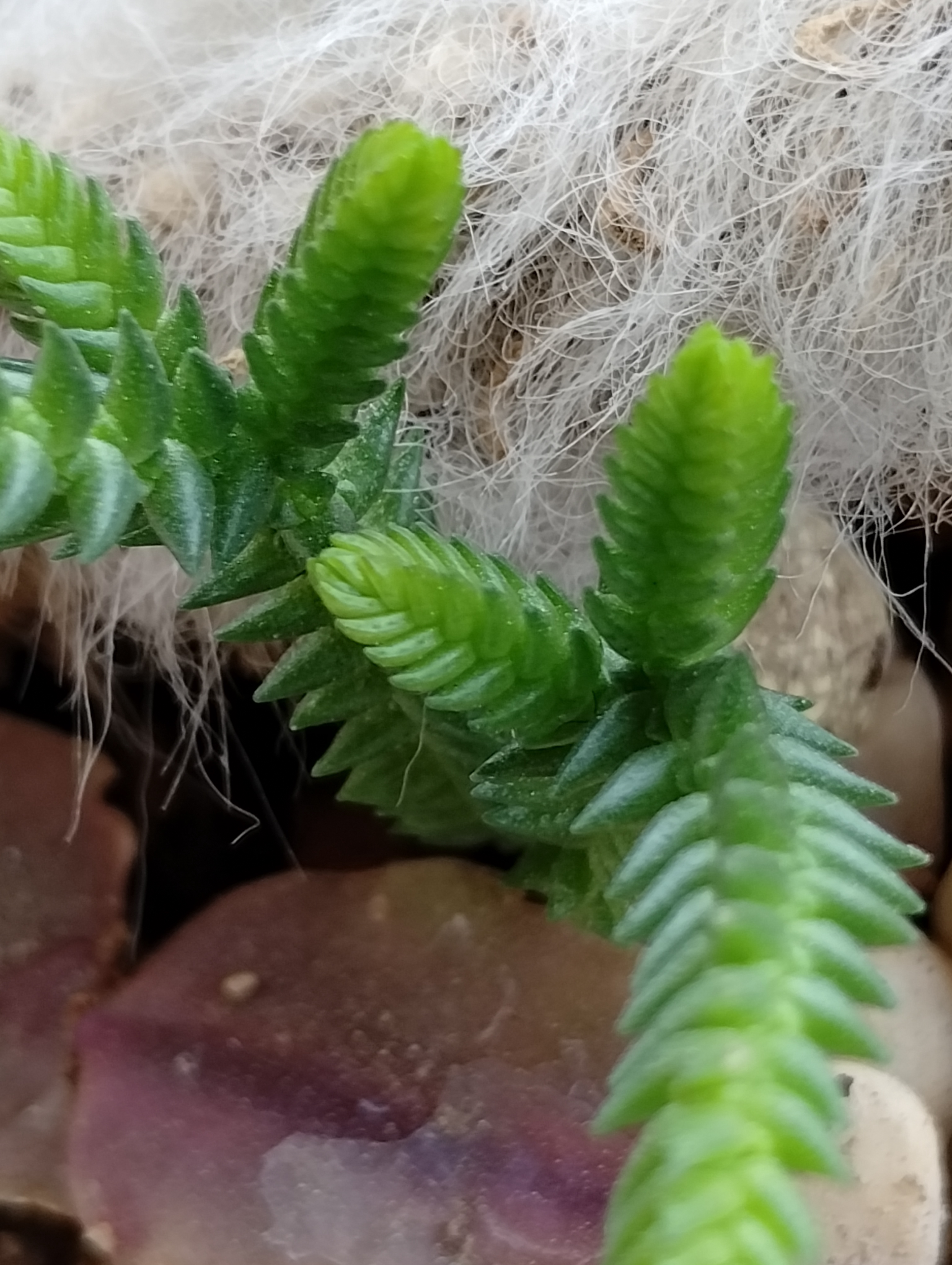 Young Plant, Old Plant: A Growth Journey