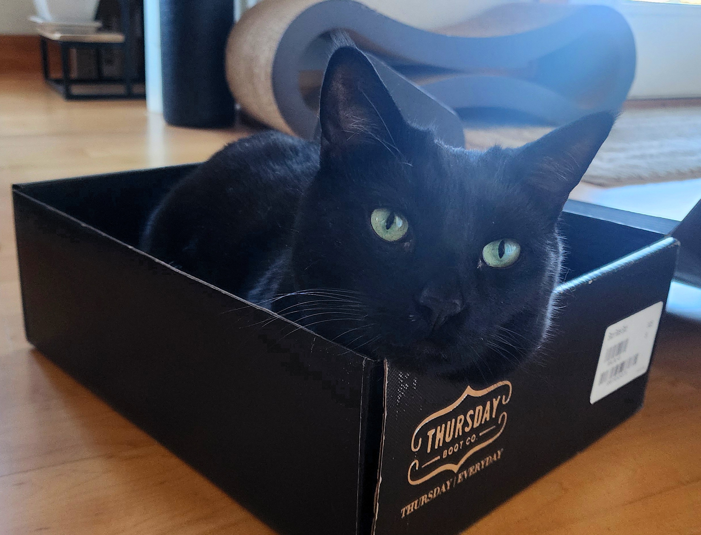 Kiki's New Favorite: The Box My Boots Came In