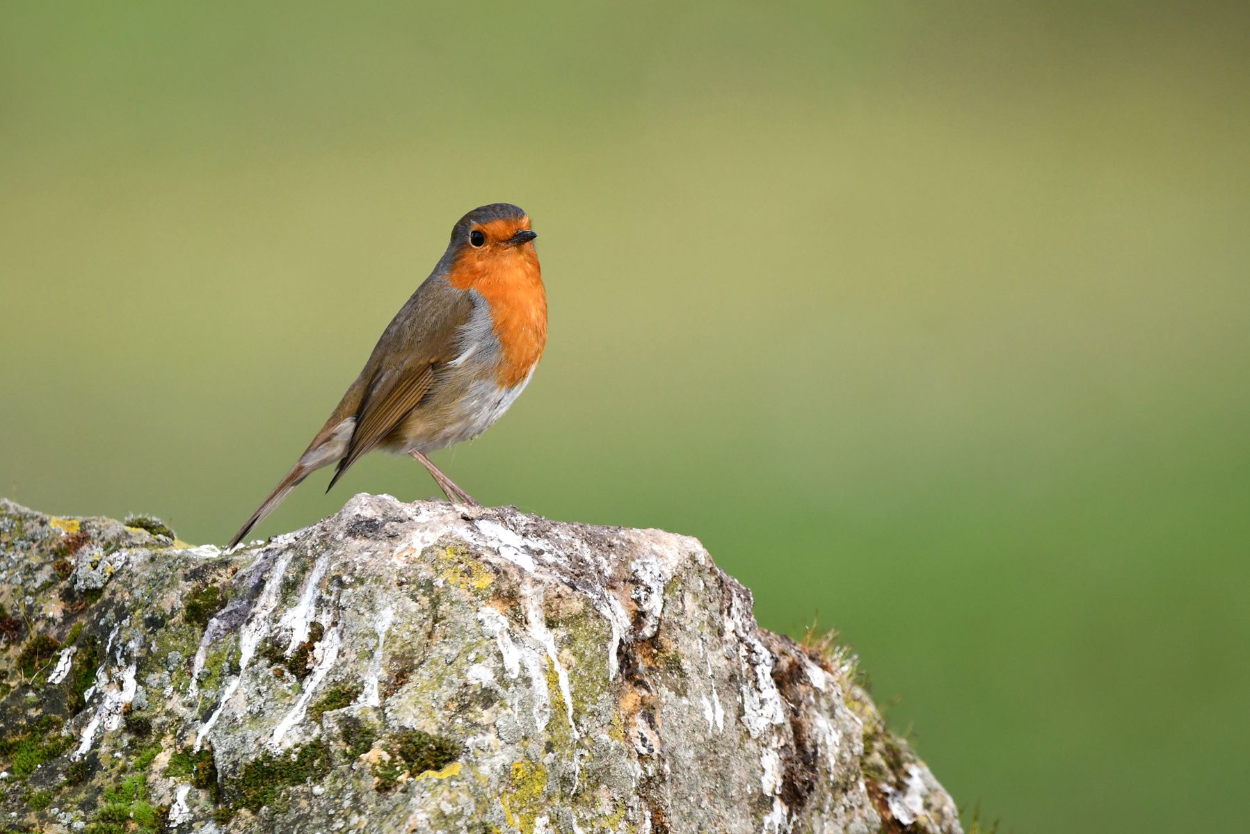 Rougegorge Familier: A French Birding Adventure