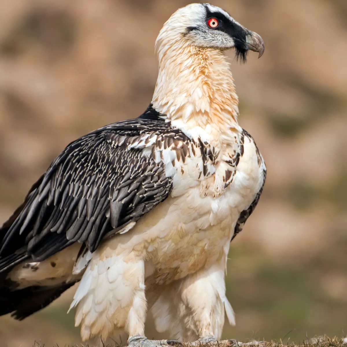 Check out the majestic Bearded Vulture!