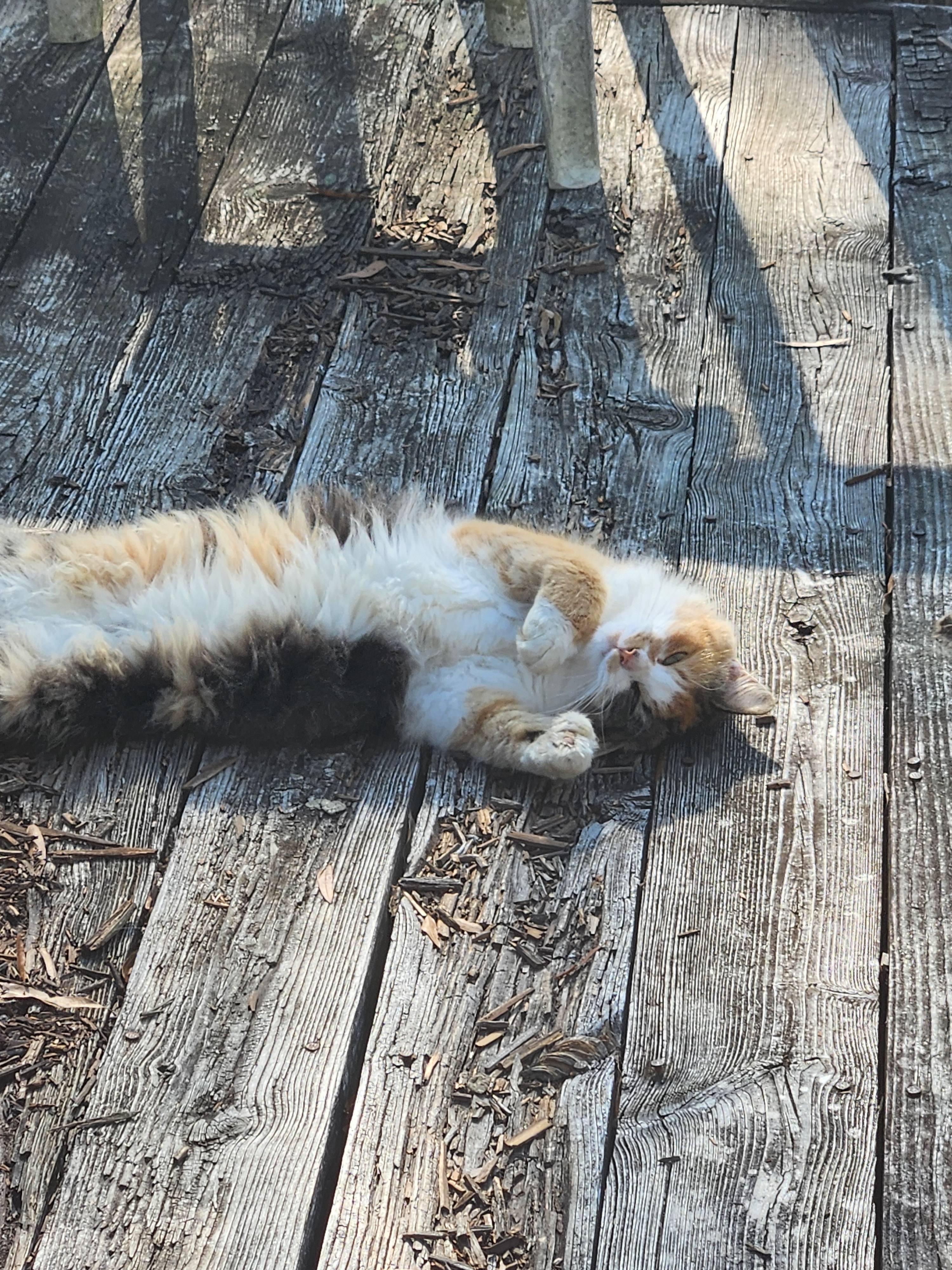 Urgent: Loving Home Needed for Pets in Crisis