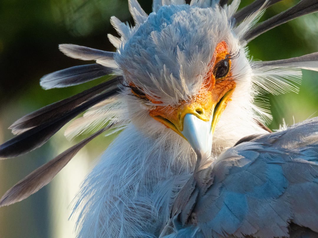Meet the Secretarybird: The Unique Sagittarius Serpentarius