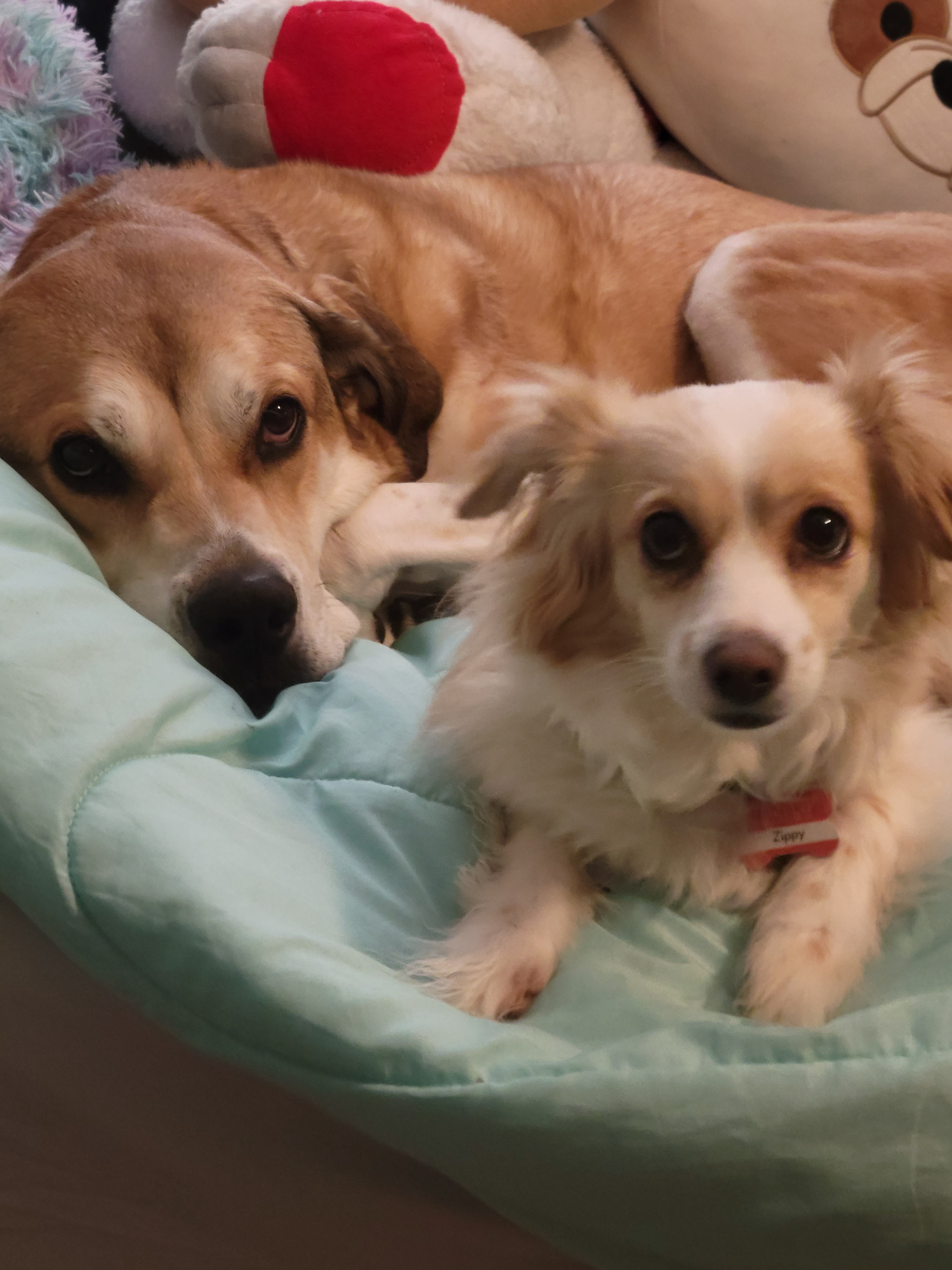 Are these purebred mutts? You decide!