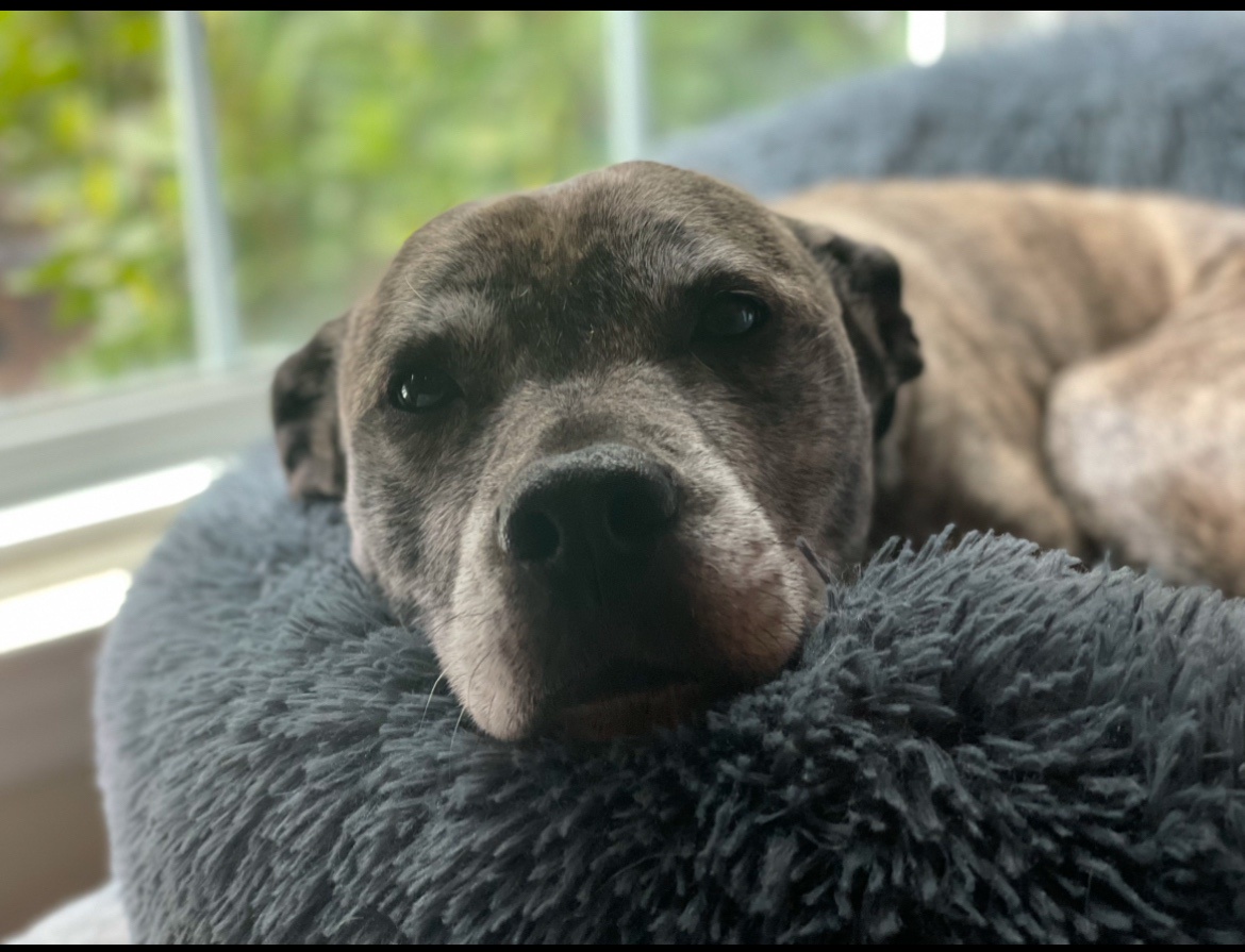 Saying Goodbye to Another Angel Today
