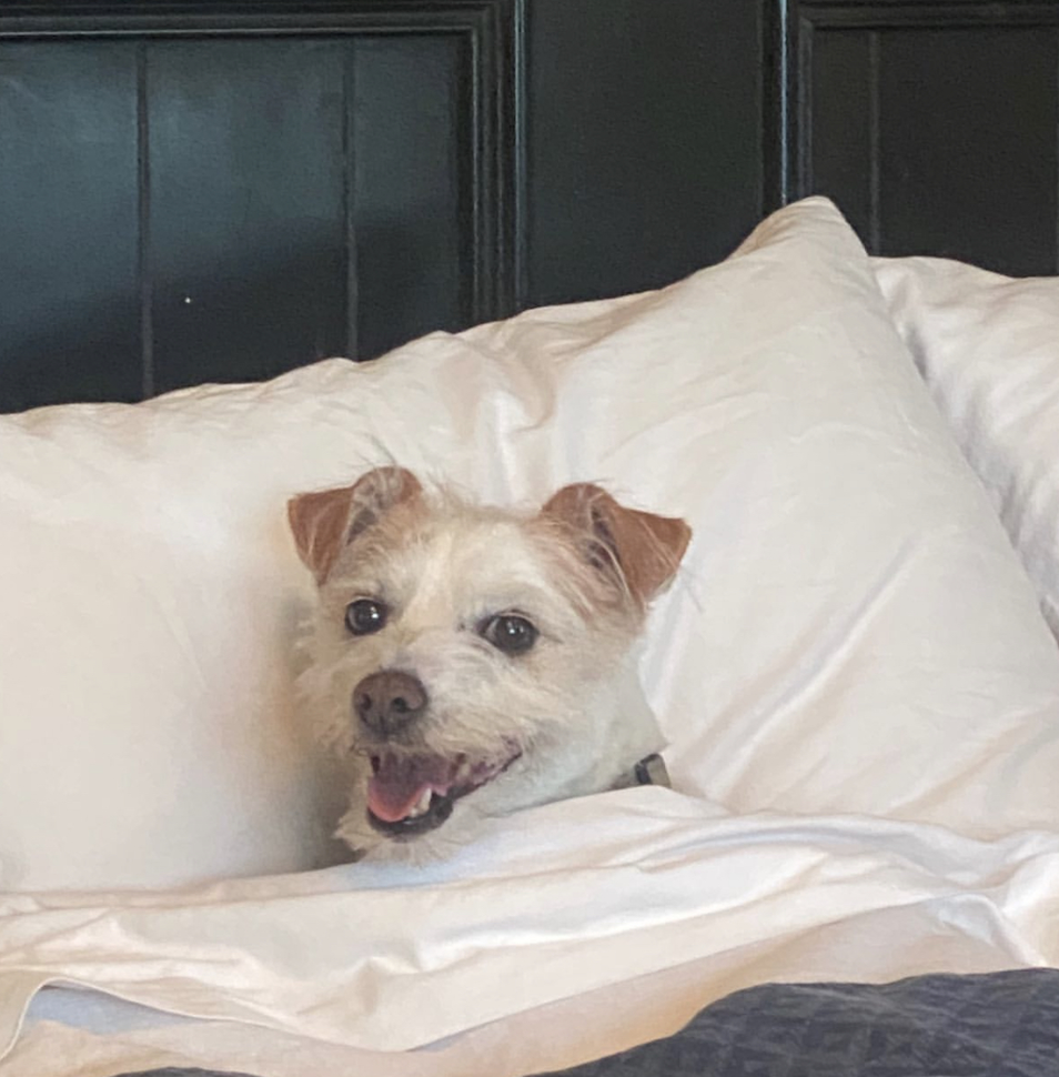 Meet Our Test Dog: The Ultimate Canine Companion