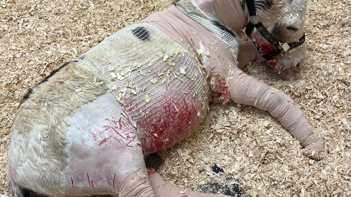 Urgent Call to Action: These Donkeys Need Your Support!