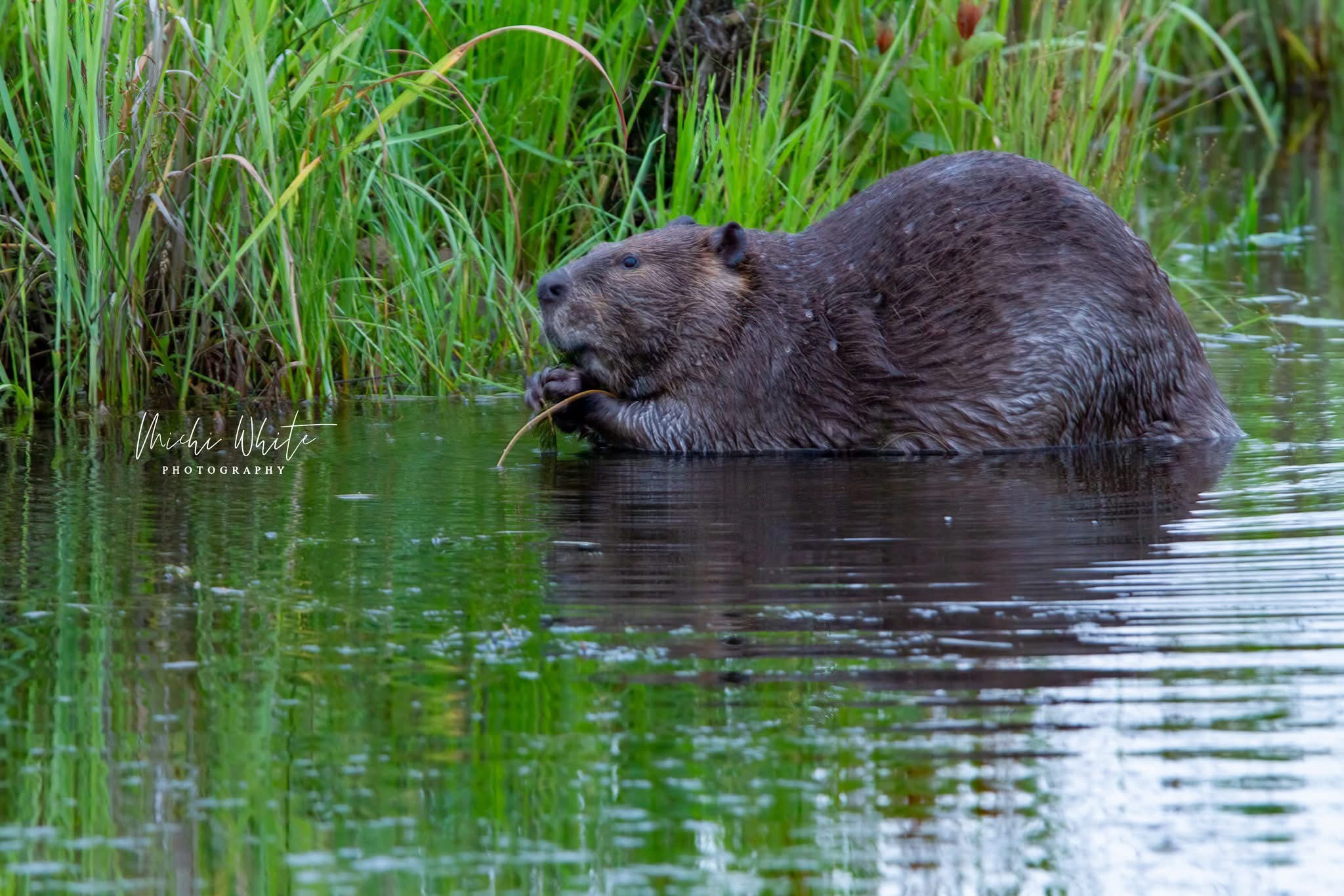 The Charming Beaver: Nature's Cutest Engineer