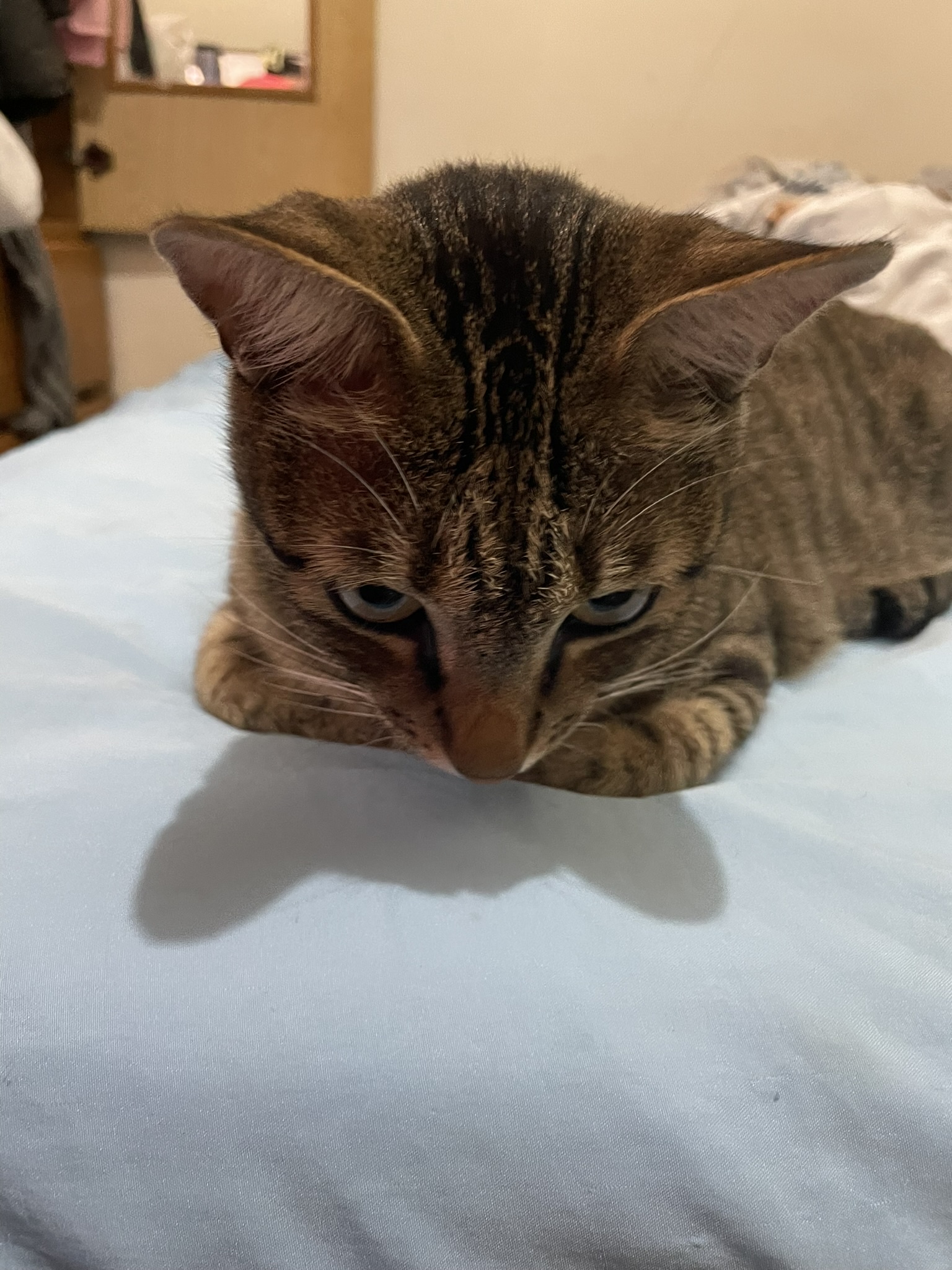 Just a Cute Cat Being Adorable