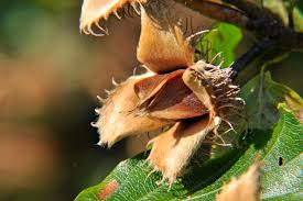 Caught in the Middle: Not Team Acorn or Team Pinecone