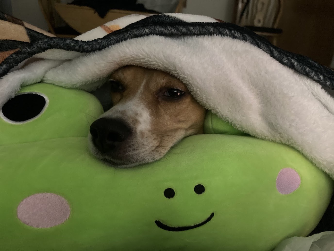 Cozy Vibes: The Gibi Squishmallow Bed Experience