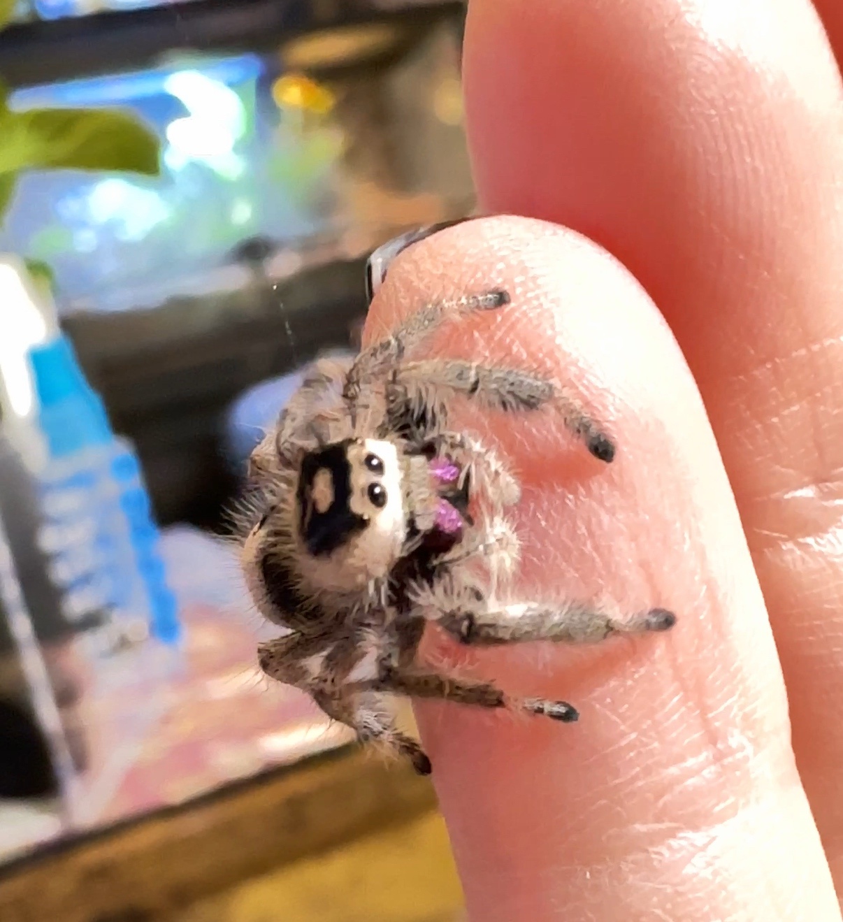 Day Whatever: My Ongoing Quest to Change Minds About Spiders