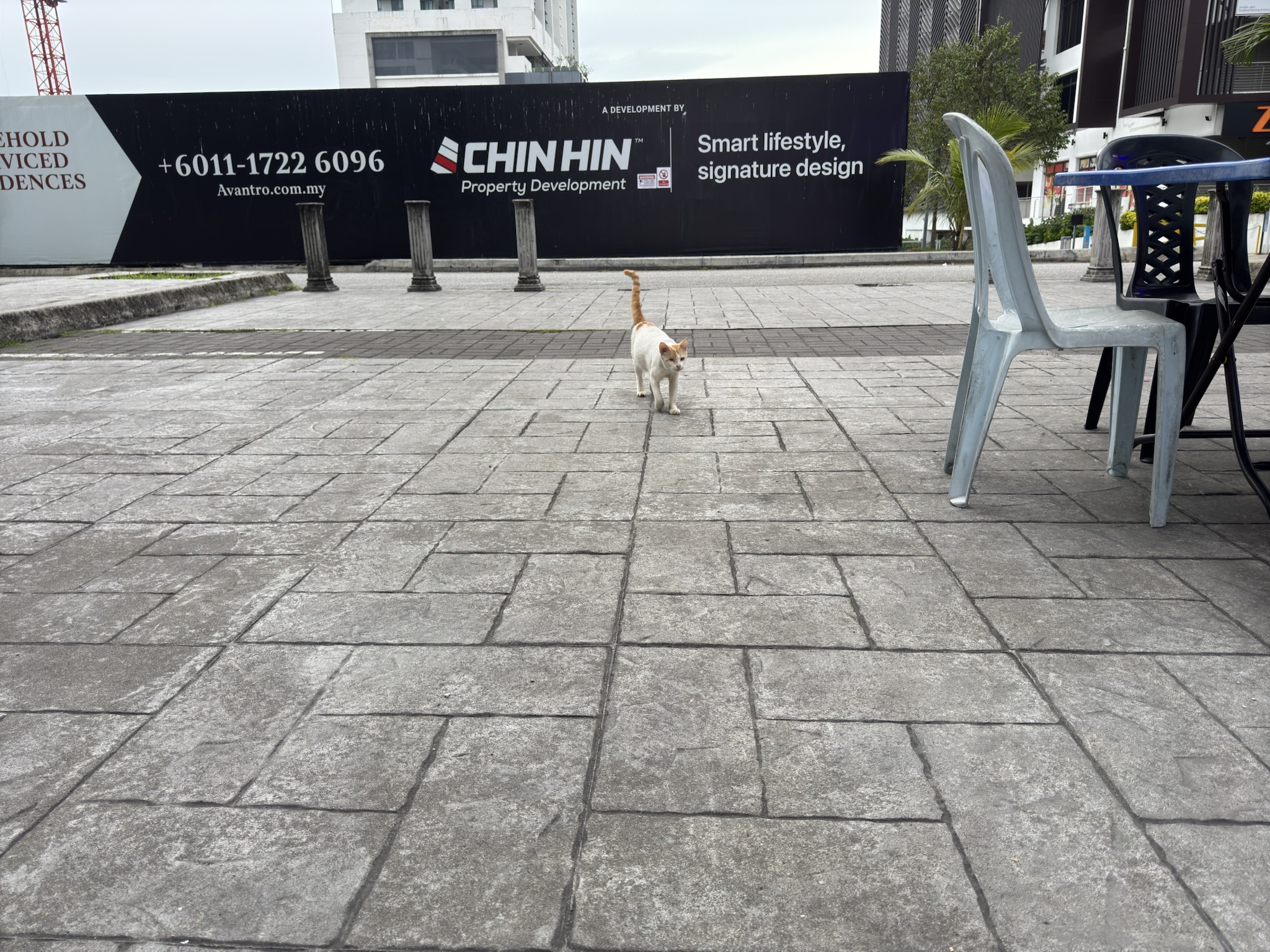 Seeking Local Rescues or TNR Services Near Puchong/Kinrara in KL