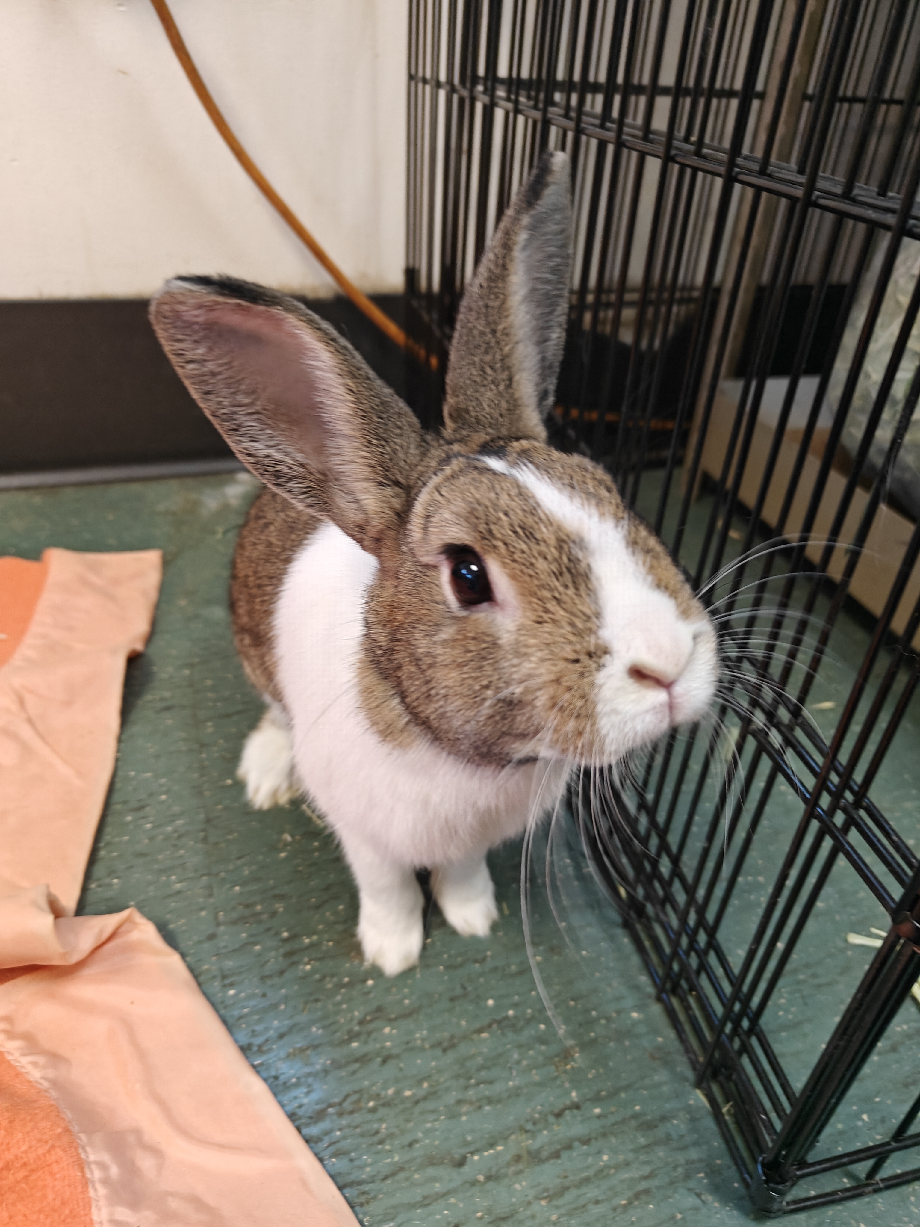 Meet the adorable rabbits I'm volunteering with at the local animal shelter this week!