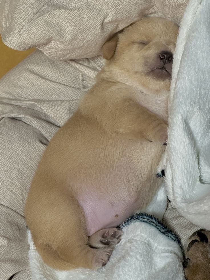 The Enchanting Sleeping Beauty