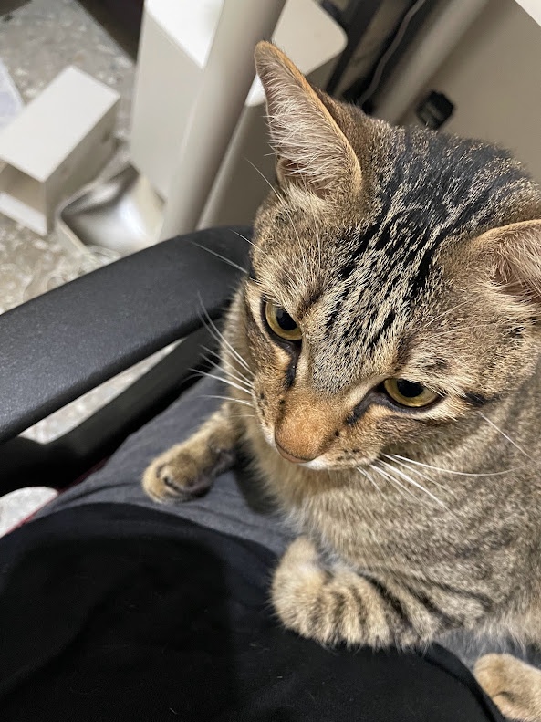 Just a cute cat being adorable