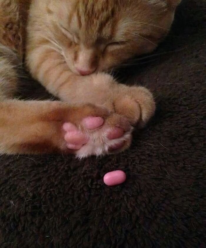 The Magical World of Beans