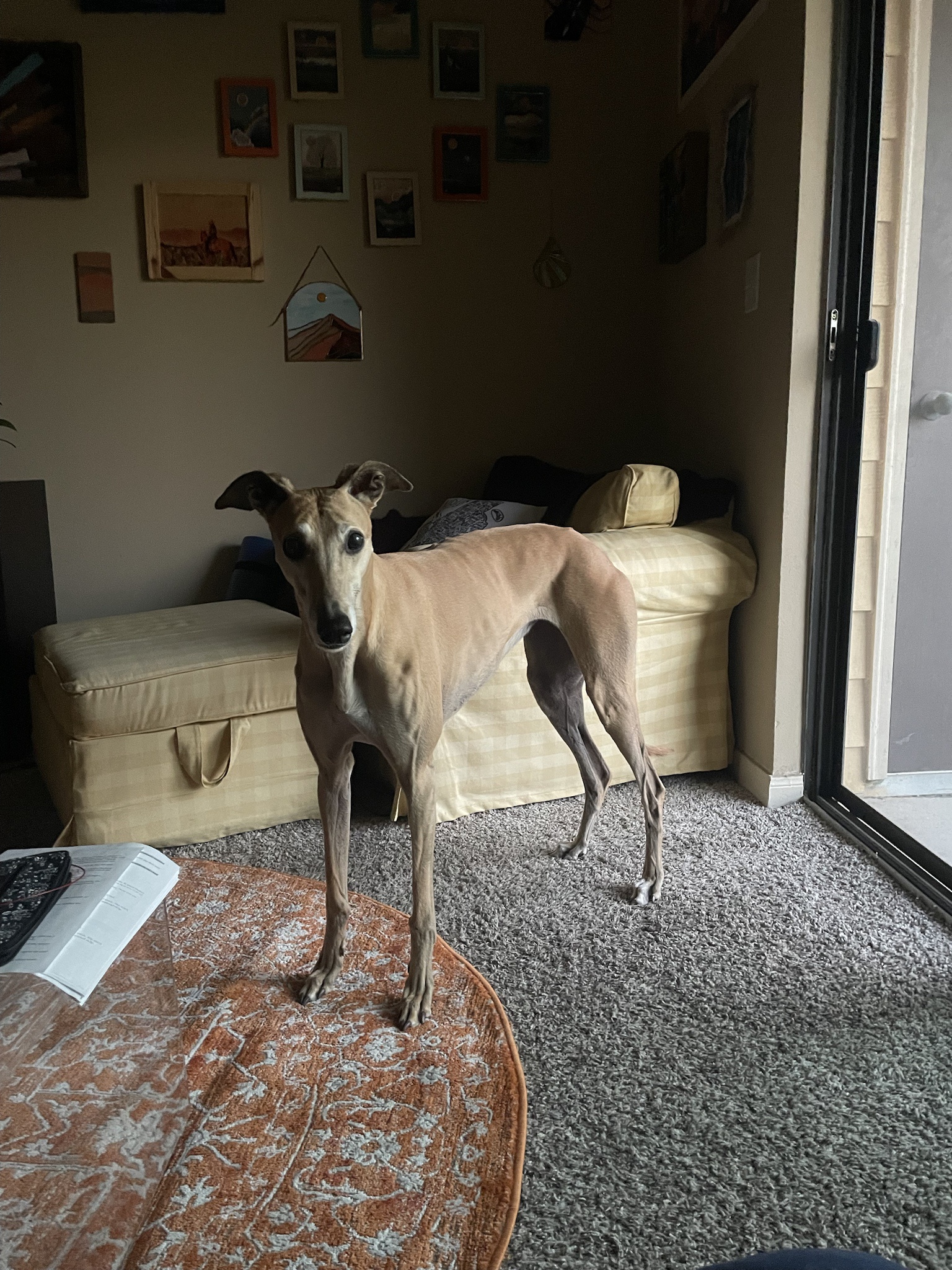 The Intermission Dog: A Break from Reality