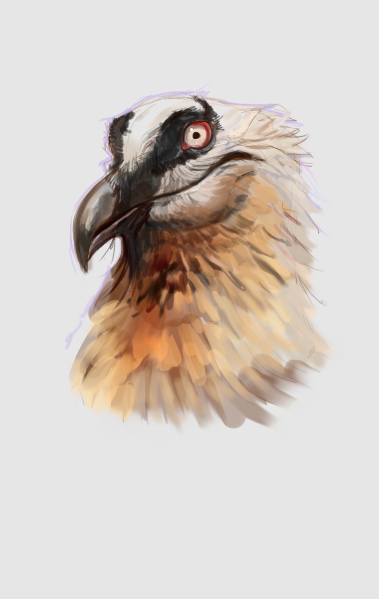 The Fascinating Study of Bearded Vultures