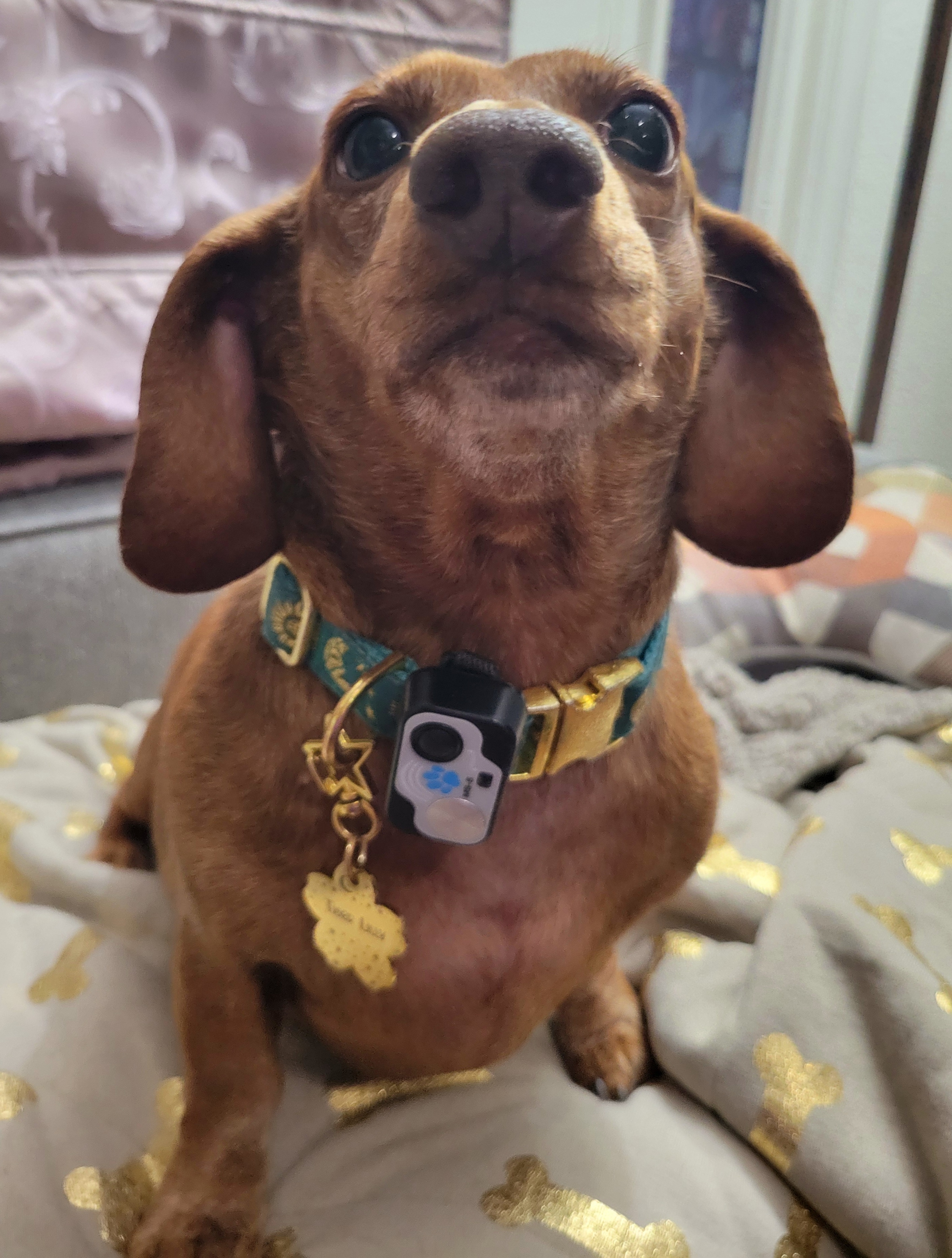 Say Hello to My Pup Tiger Lilly #746!