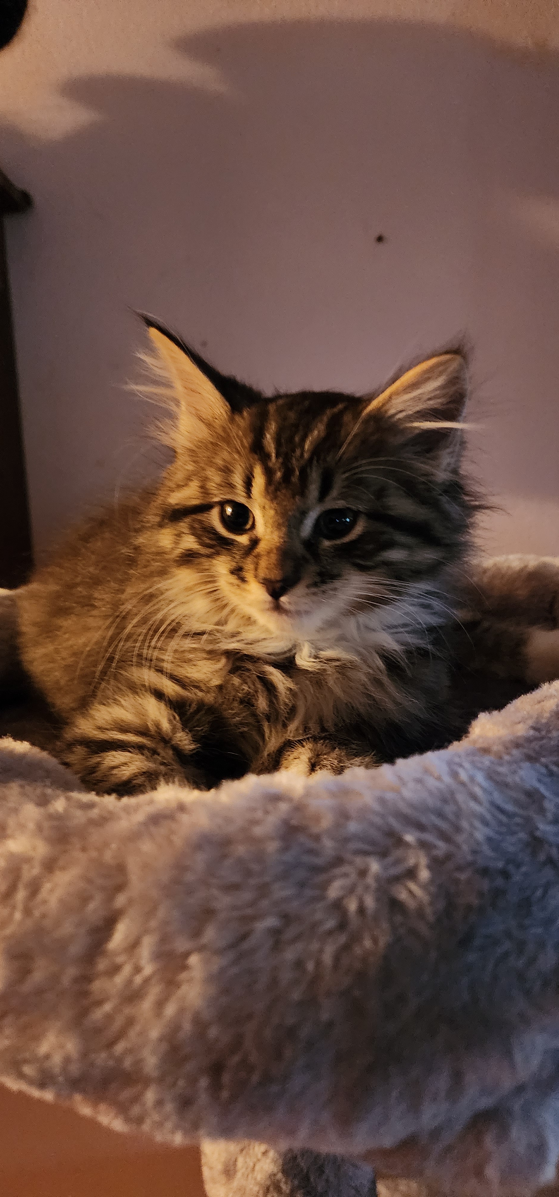 A Daily Dose of Adorable Kittens
