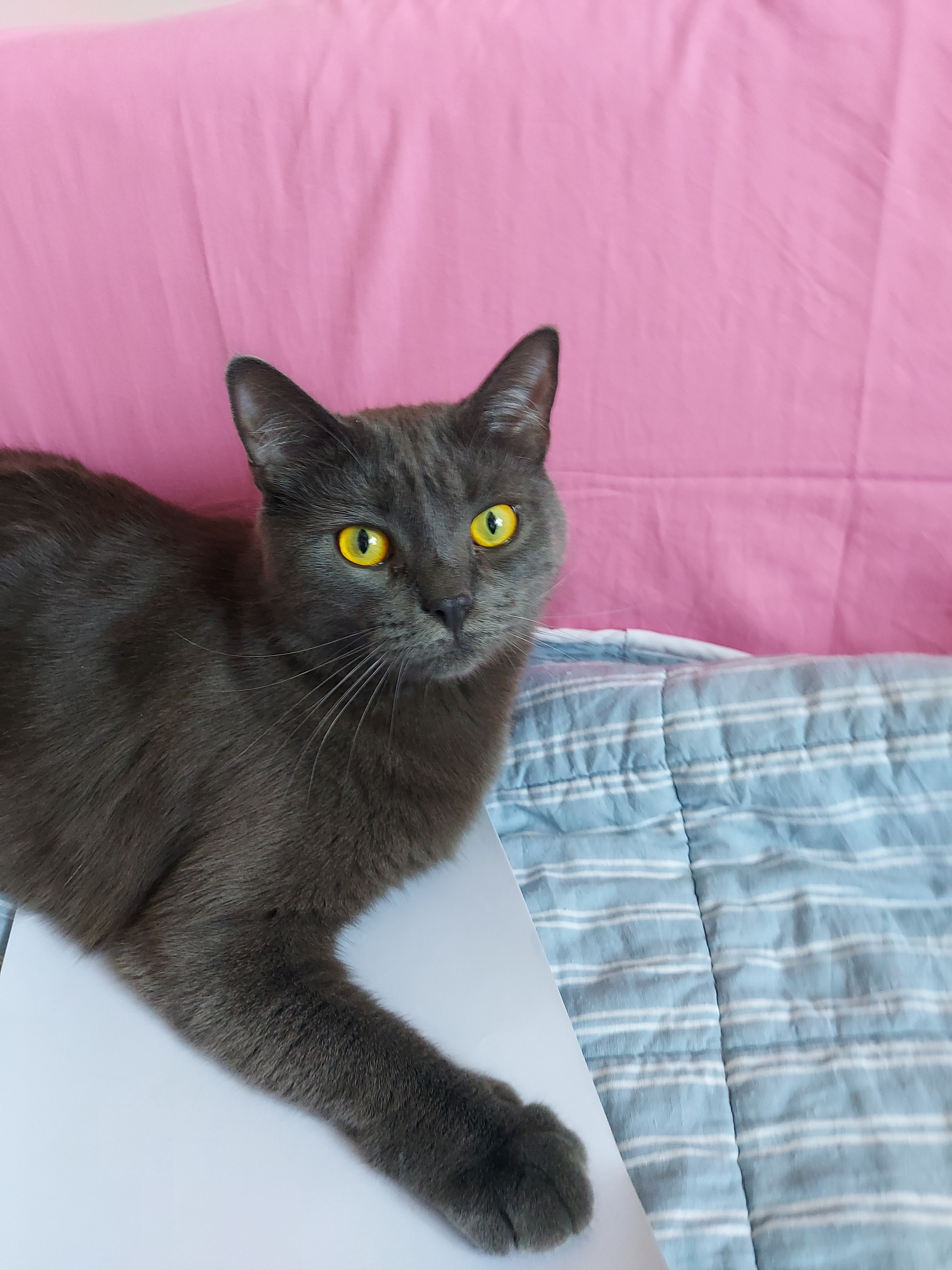 Meet Borys, the ultimate feline superstar!